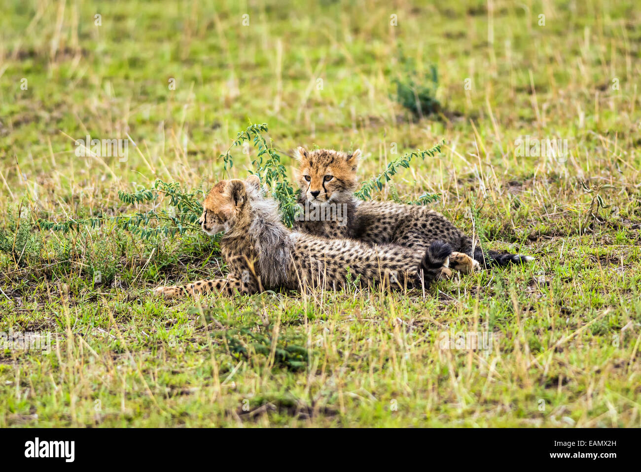 Zwei Geparden Cubs (Acinonyx Jubatus) entspannend auf Savannah. Masai Mara National Reserve, Kenia. Stockfoto