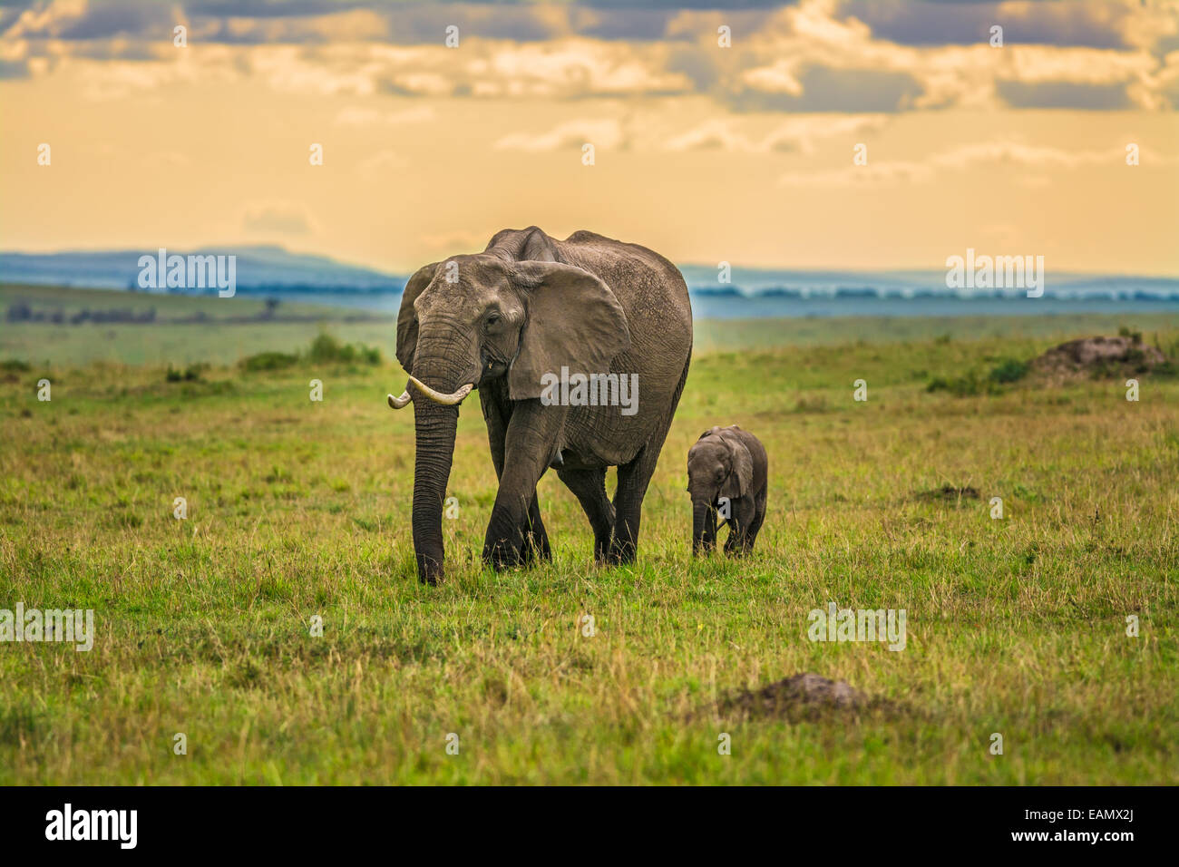 Mutter Elefant (Loxodonta Africana) mit einem Baby, Masai Mara National Reserve, Kenia Stockfoto