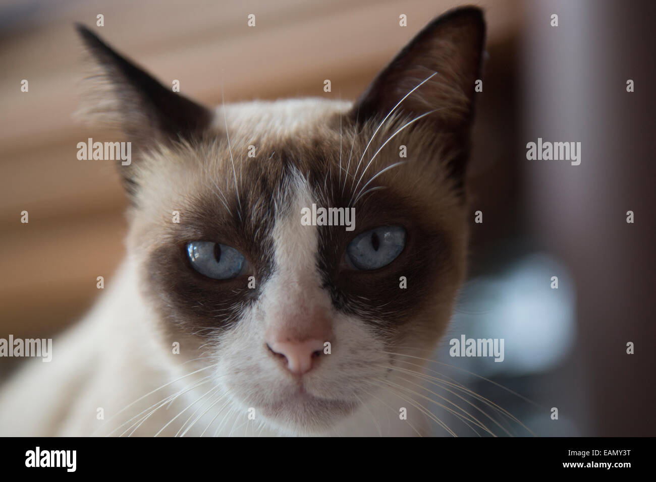 Porträt einer Schneeschuh-Katze, Thailand Stockfoto