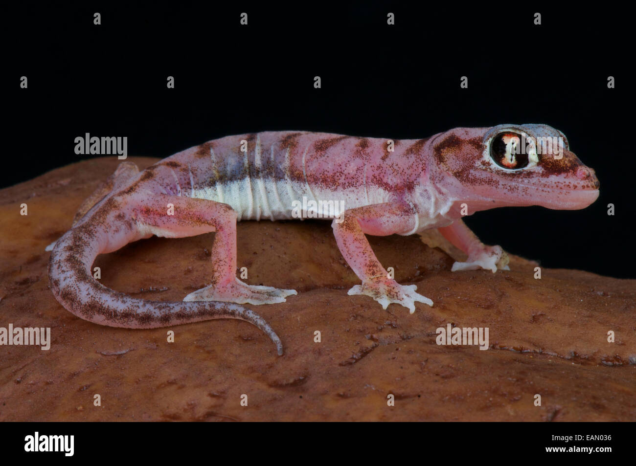 Footed Gecko / Pachydactylus Rangei Stockfoto