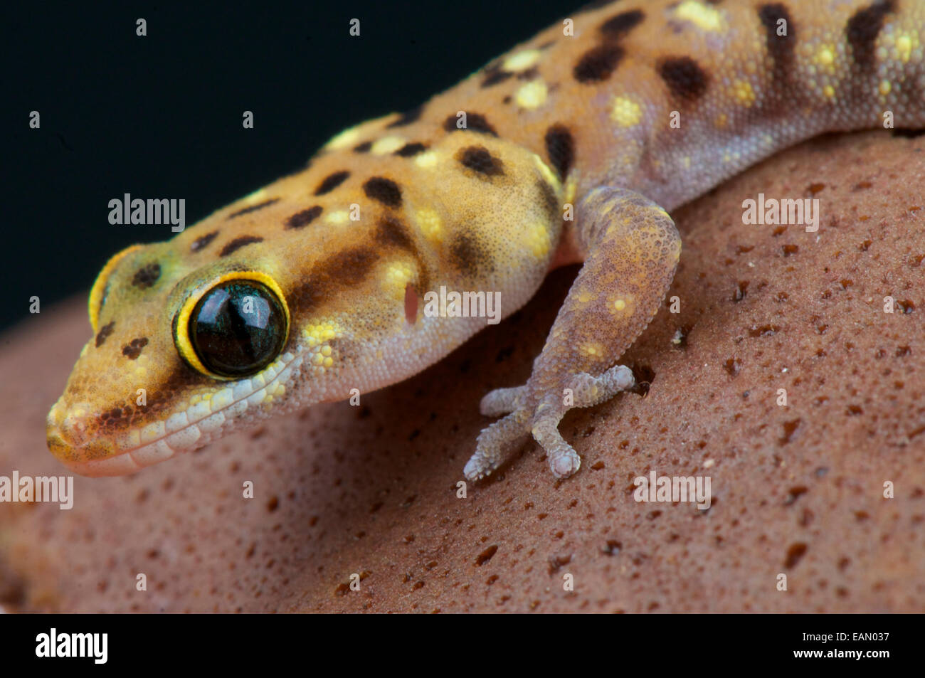 Tiger-Gecko (Pachydactylus Tigrinus) Stockfoto