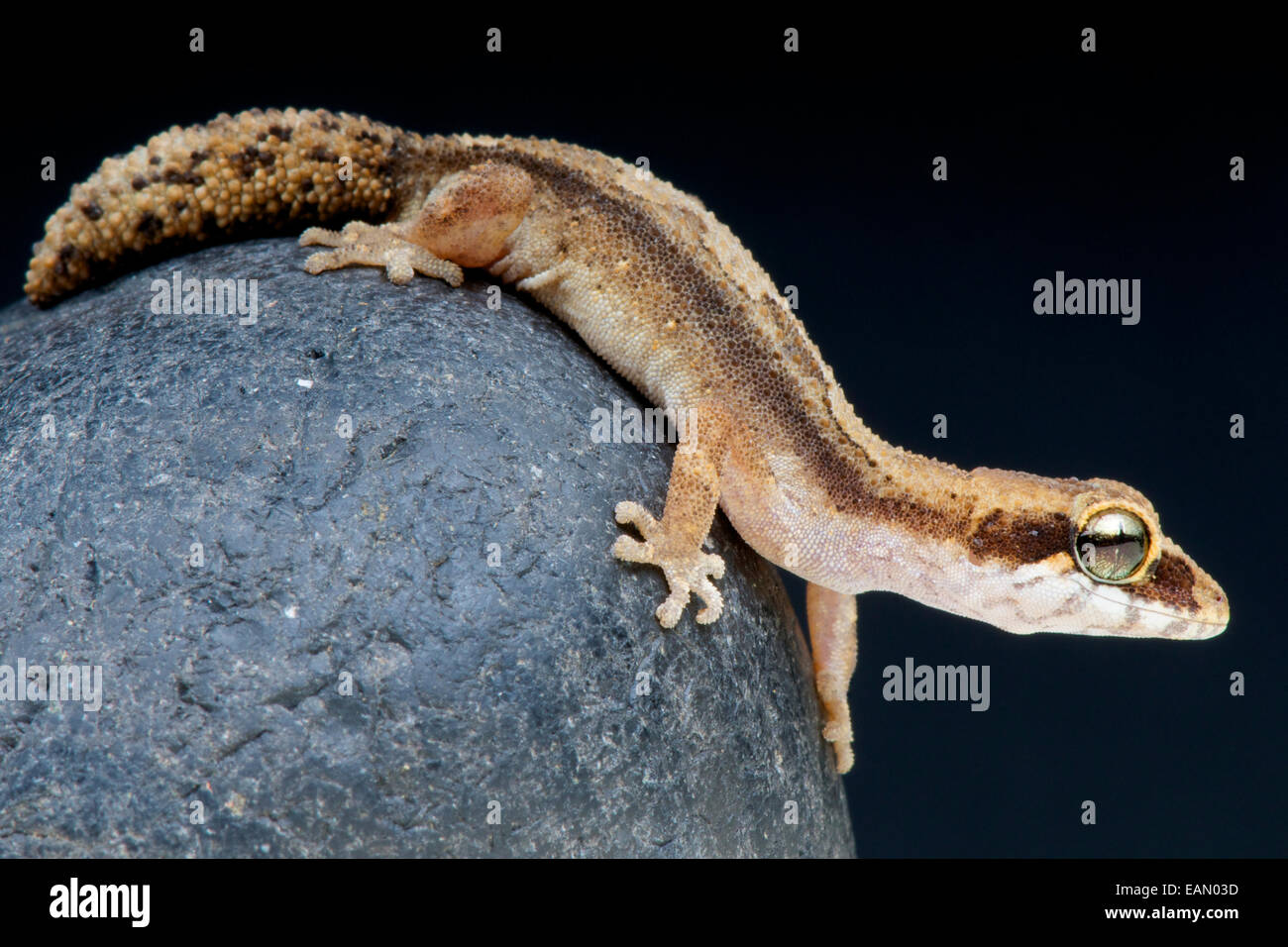 Pygmäen Panther Gecko / Paroedura Androyensis Stockfoto