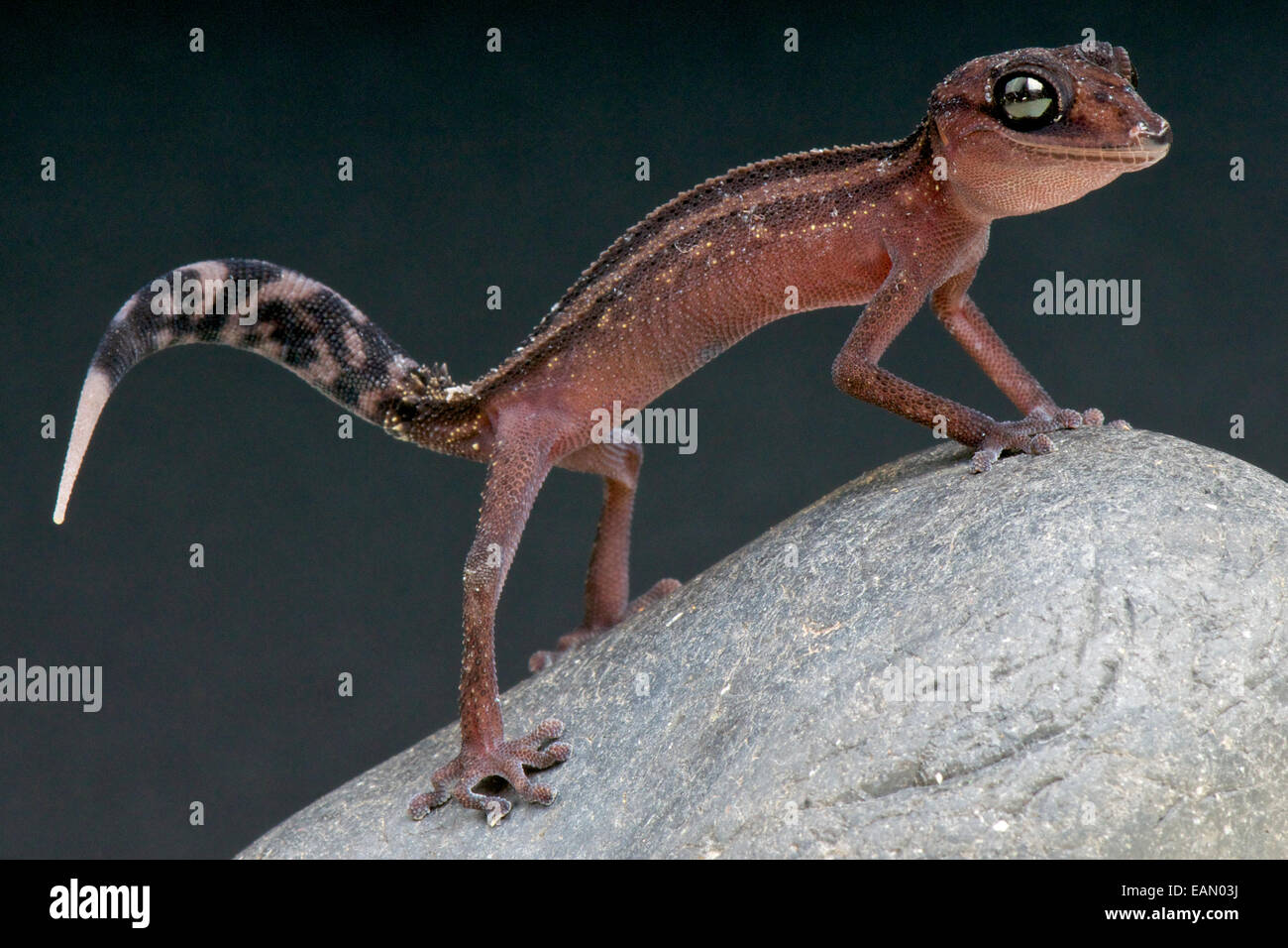 Anmutige Gecko / Paroedura Gracilis Stockfoto