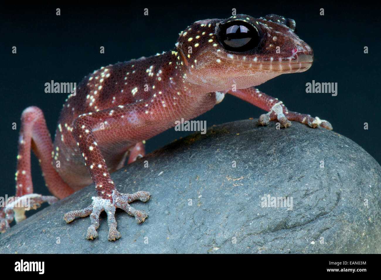 Masobe Gecko / Paroedura Masobe Stockfoto