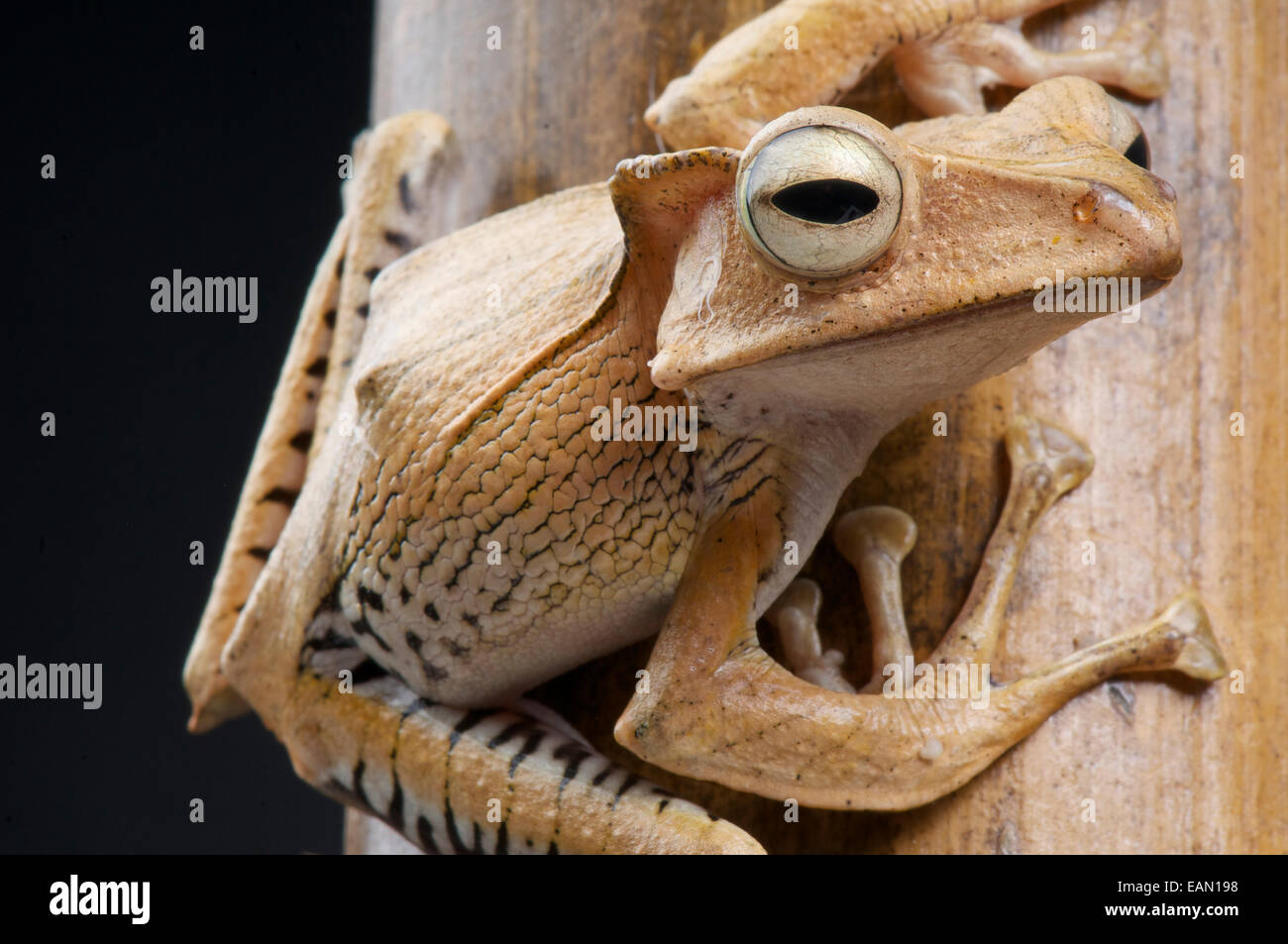 Crested Bambus Frosch / Polypedates Otilophus Stockfoto