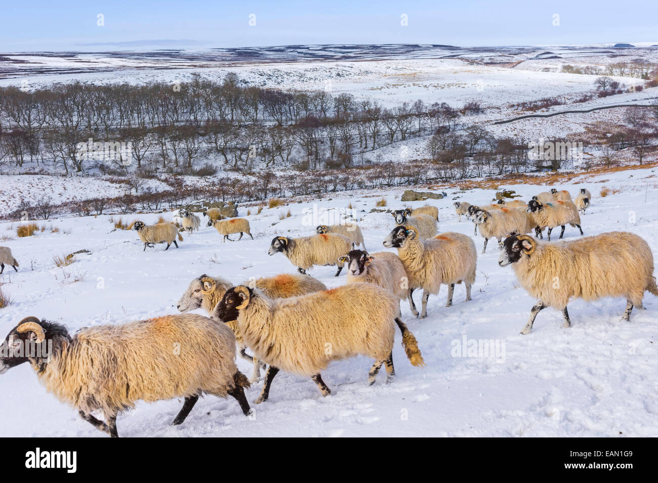 Schafe suchen Futter nach Schneesturm im Herzen von North York Moors National Park in der Nähe von Goathland, Yorkshire, Großbritannien. Stockfoto