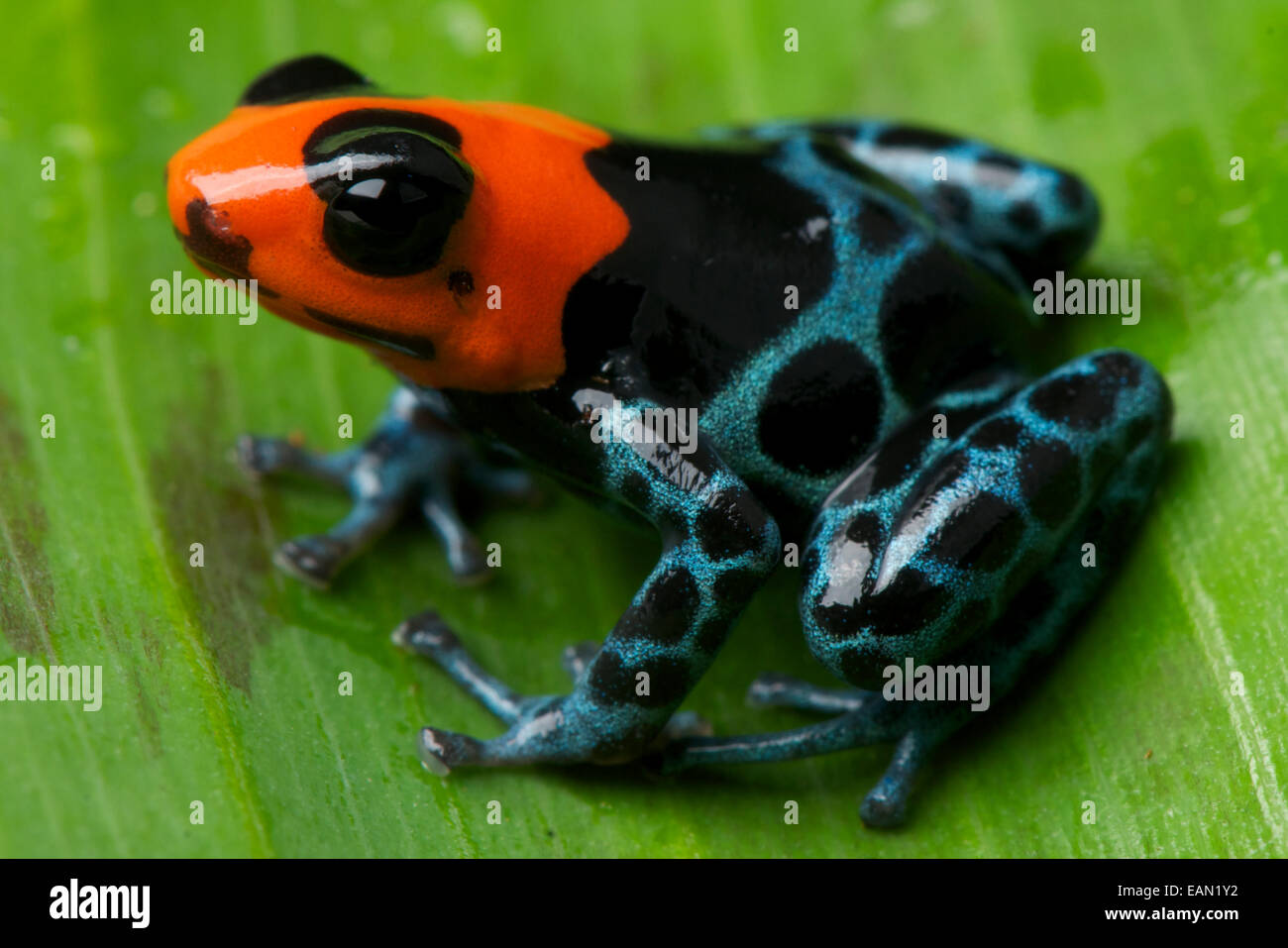 Selige poison Frog / Ranitomeya Benedicta Stockfoto