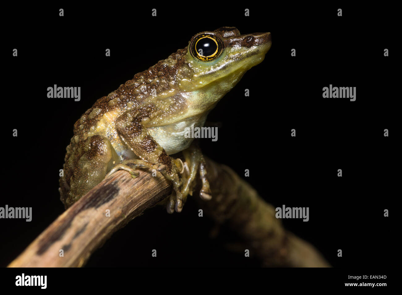 Ein endemischer Frosch sitzt auf einem Stock mitten in einem Bach in einem Dschungel an den Hängen des Mount Kinabalu in Malaysia Borneo. Stockfoto