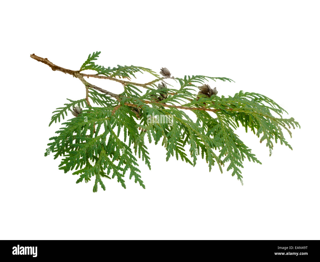 Zypresse-Zweig isoliert auf weißem Hintergrund Stockfoto