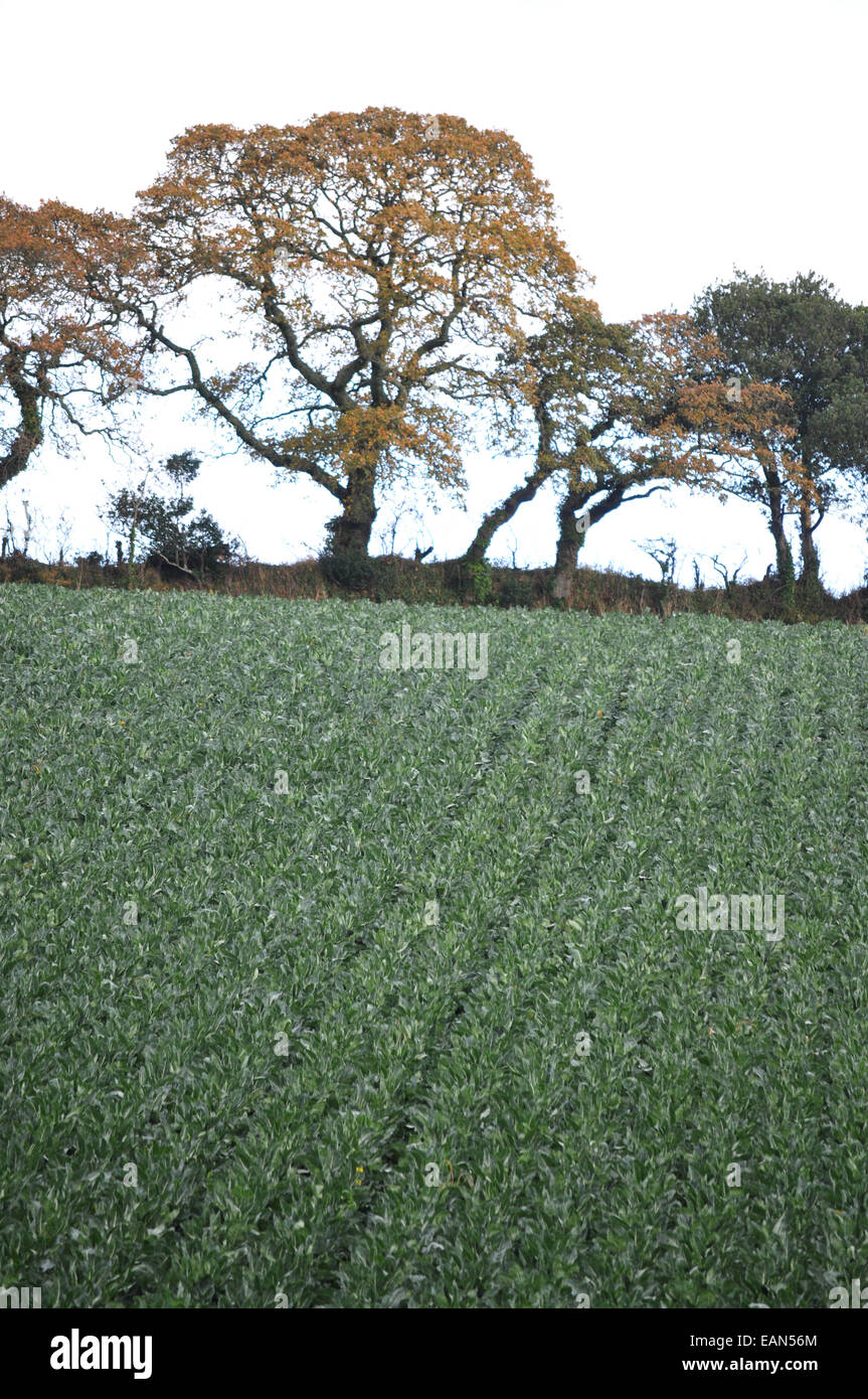 Frühling Kohl in einem Feld Stockfoto