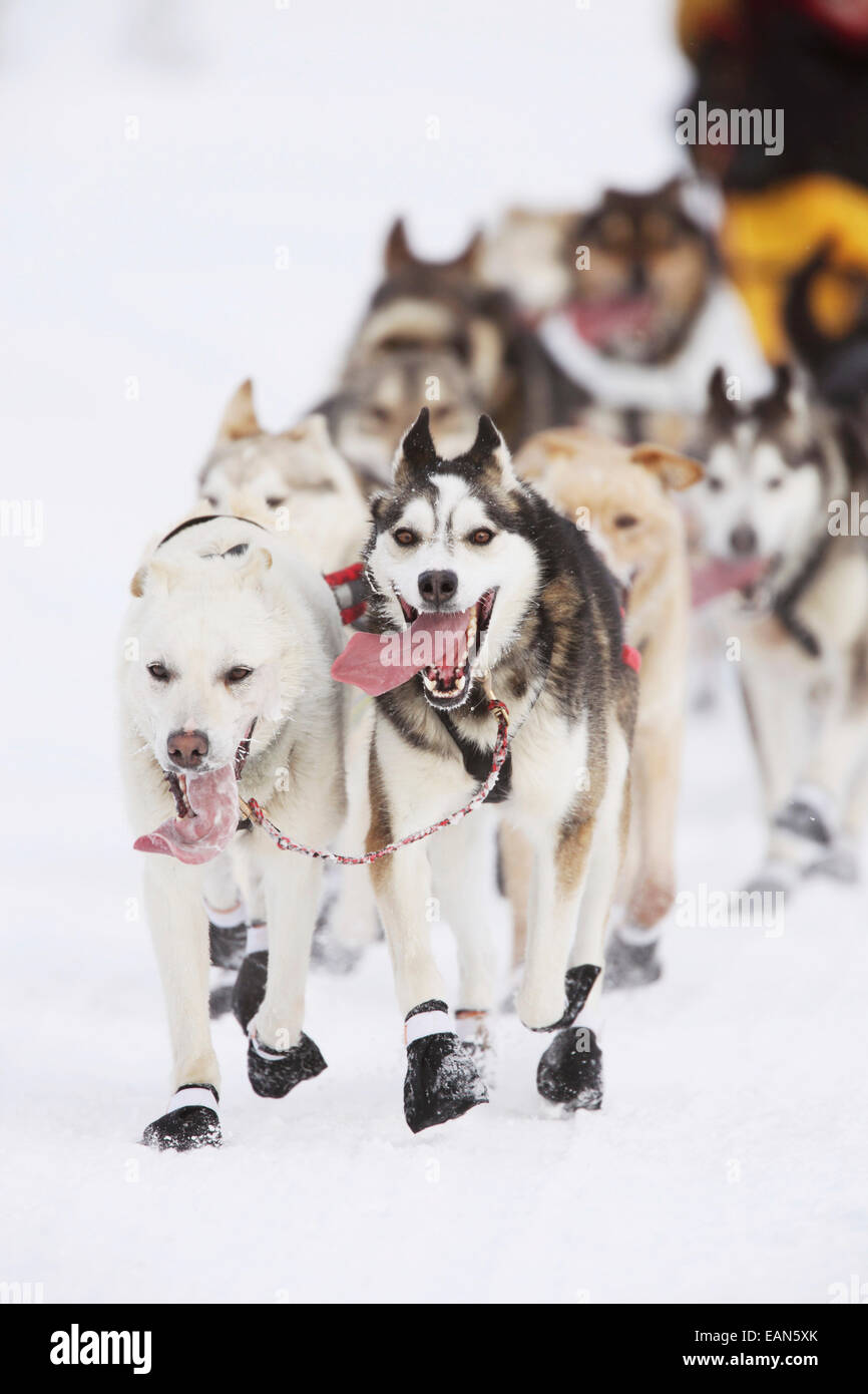 Erwachsenen, Alaska, Alaskan Husky, Anchorage, Zeremoniell Stockfoto