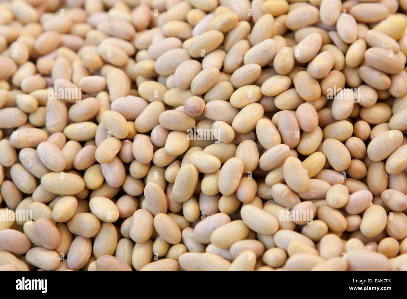 Cannellini Bohnen in Berkeley, Bauernmarkt. Stockfoto