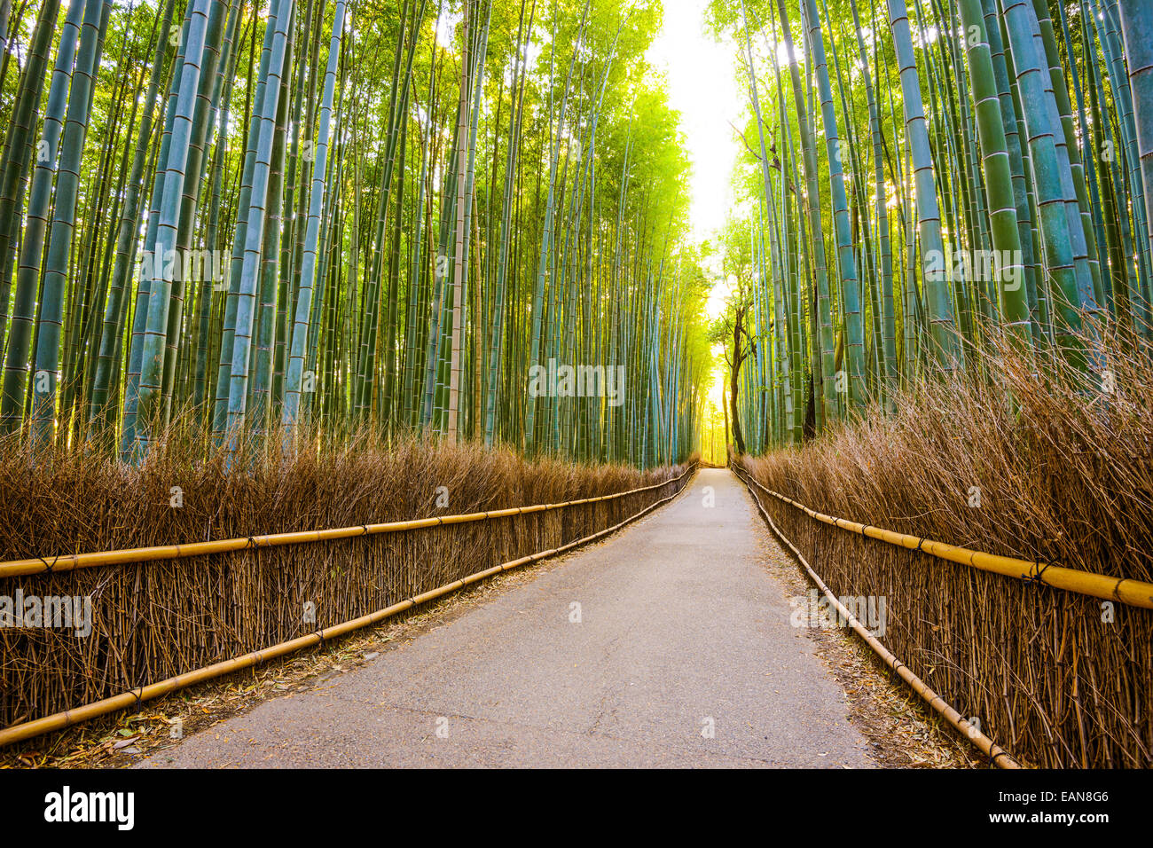 Kyoto, Japan Bambus-Wald. Stockfoto