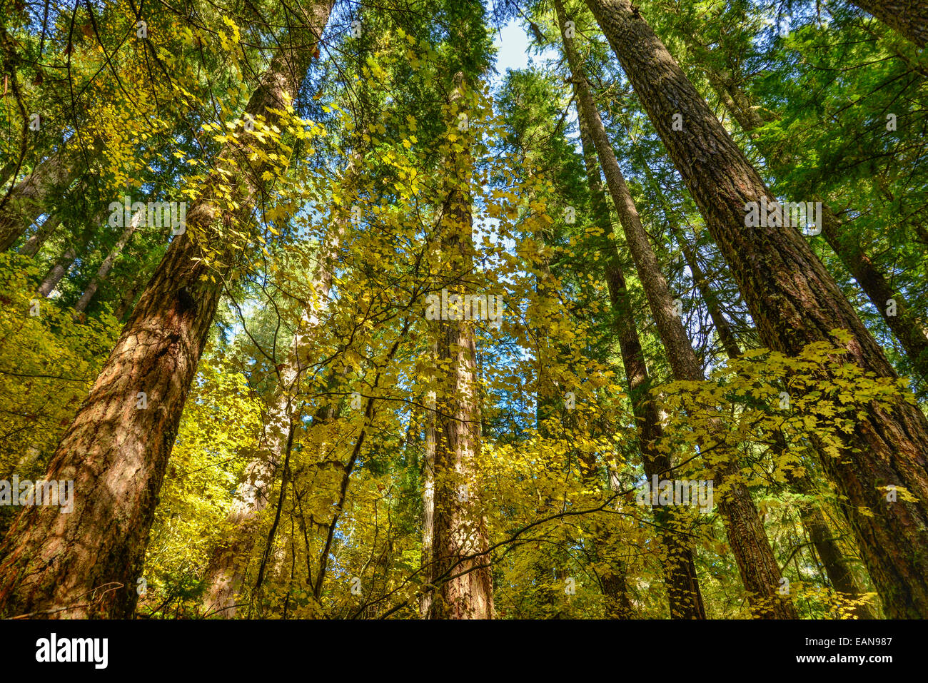 Rebe Ahorn und Douglasien in Herbstfarben auf North Fork Trail; North Fork des Middle Fork Willamette River, Willamette N Stockfoto