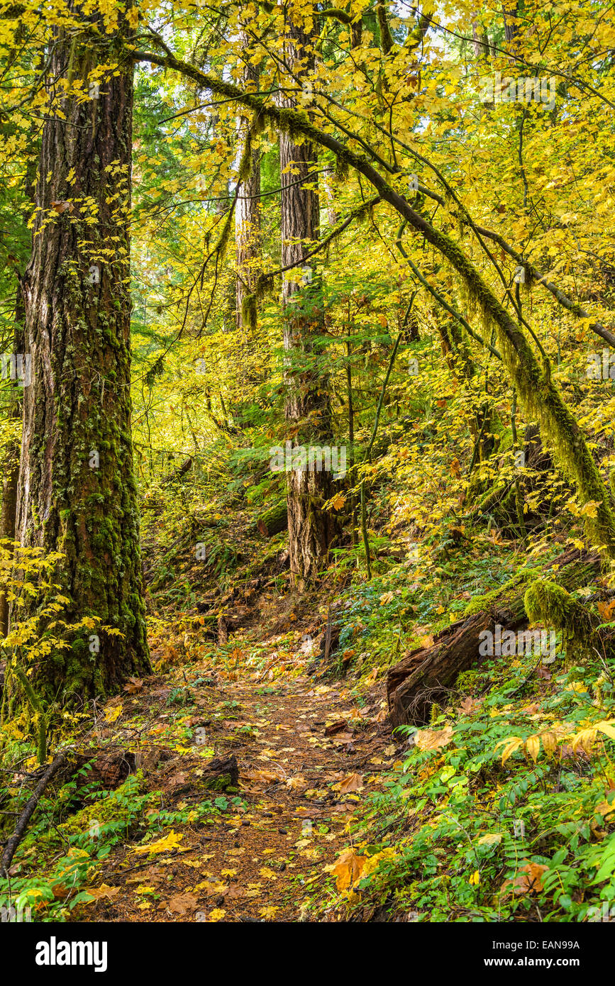 Herbstfarben am North Fork Trail in der Nähe von Buffalo Rock; North Fork des Middle Fork Willamette River, Willamette National Forest, oder Stockfoto