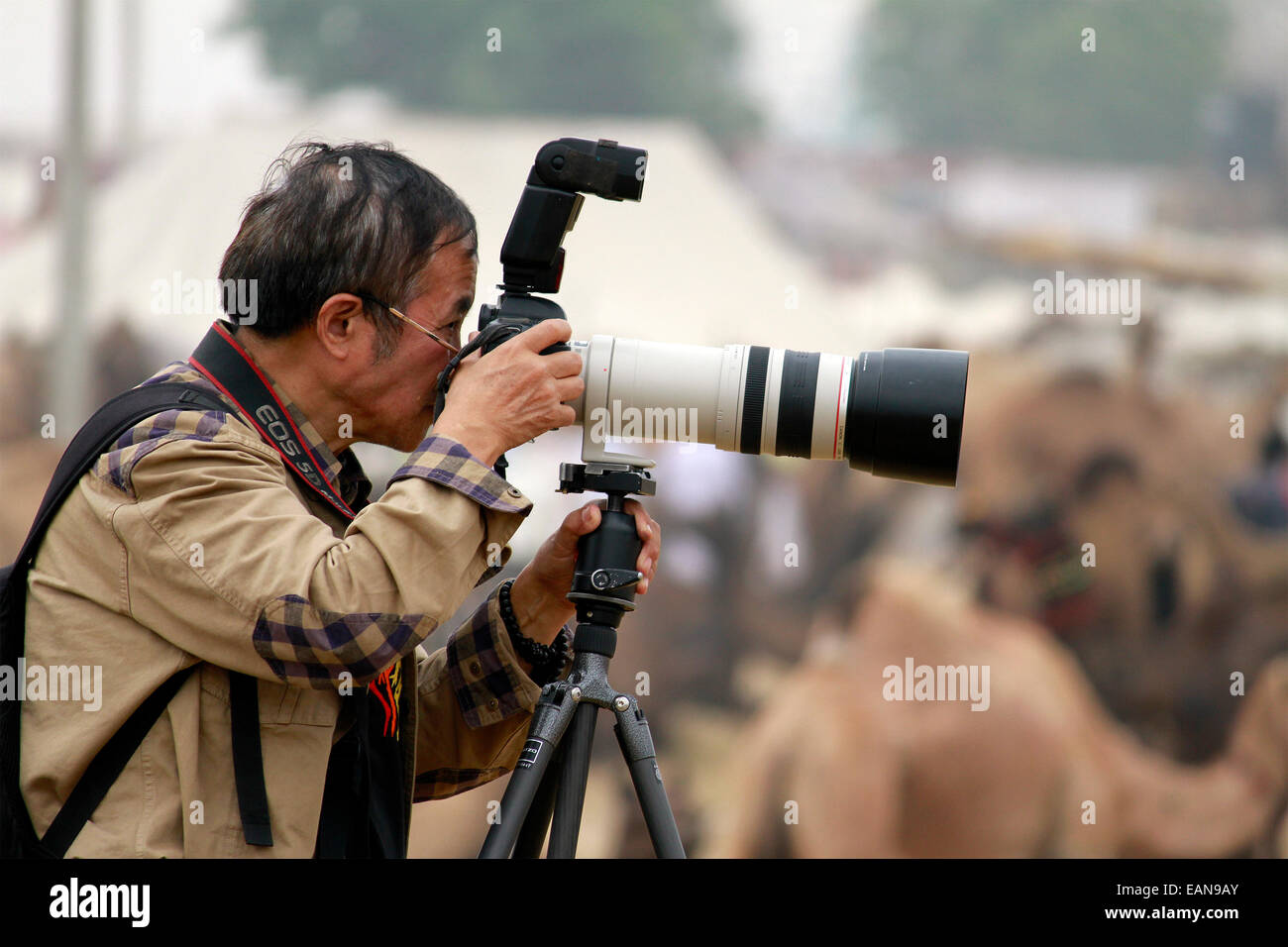 Männlich, Mann, Fotograf, Kamera, Aufnahme, Kamele in Pushkar, Rajasthan, Indien. Stockfoto