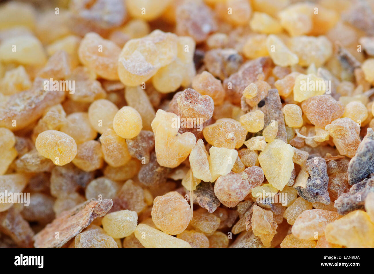 Boswellia Sacra, Weihrauch-Harz. Stockfoto