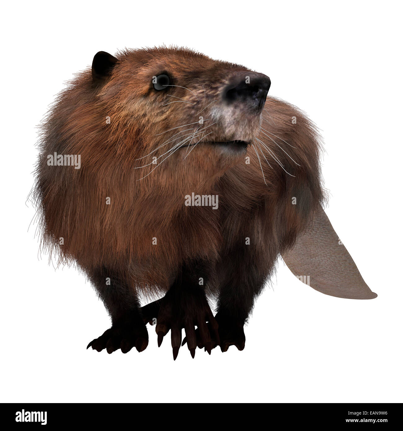 Digitale 3D Rendern von niedlichen Biber isoliert auf weißem Hintergrund Stockfoto