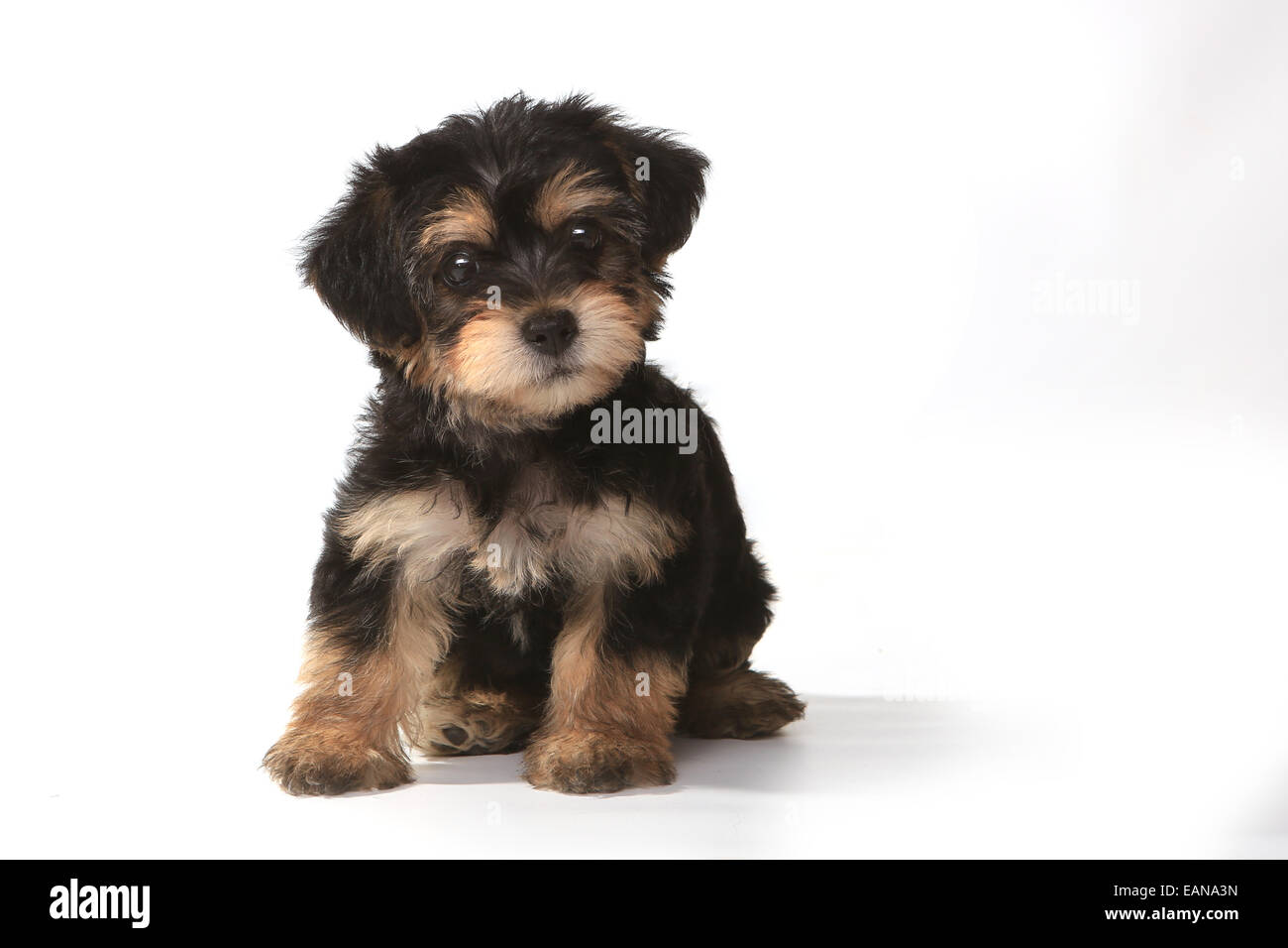 Teetasse Yorkie Stockfotos Und Bilder Kaufen Alamy