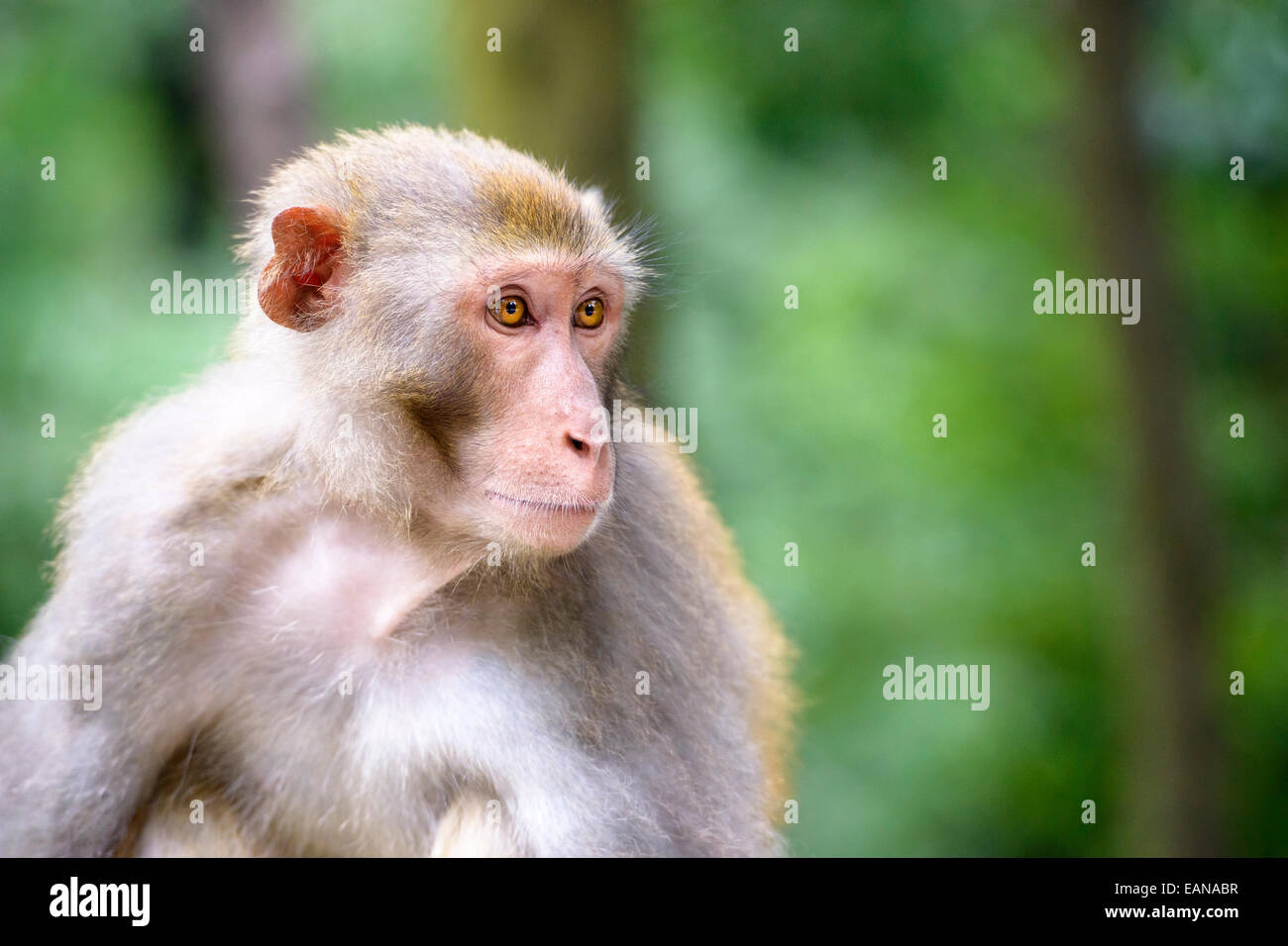 Makaken in Qianling Hill Park in Guiyang, China. Stockfoto
