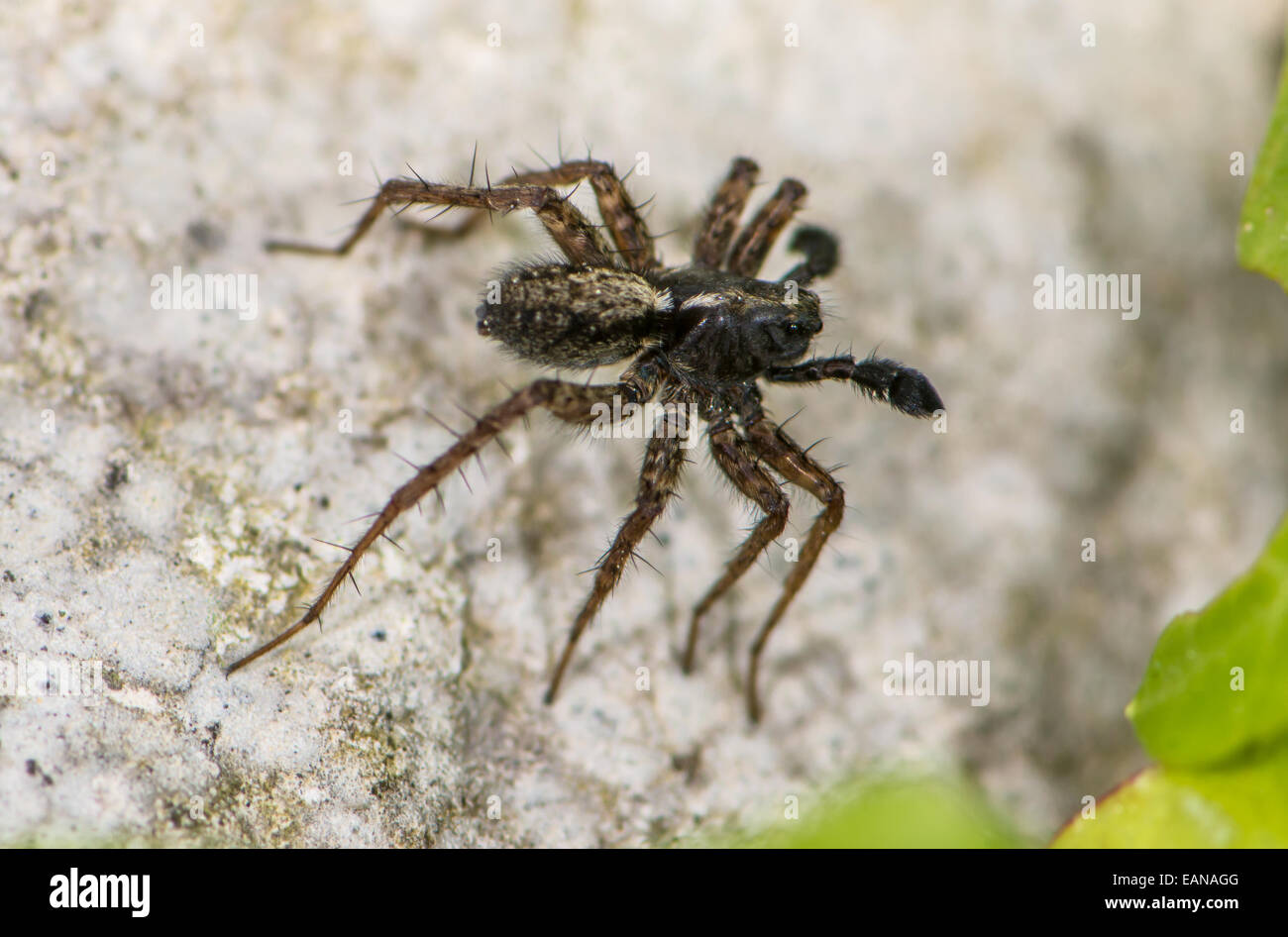 Schwarze Arachnid Stockfotos Schwarze Arachnid Bilder Alamy