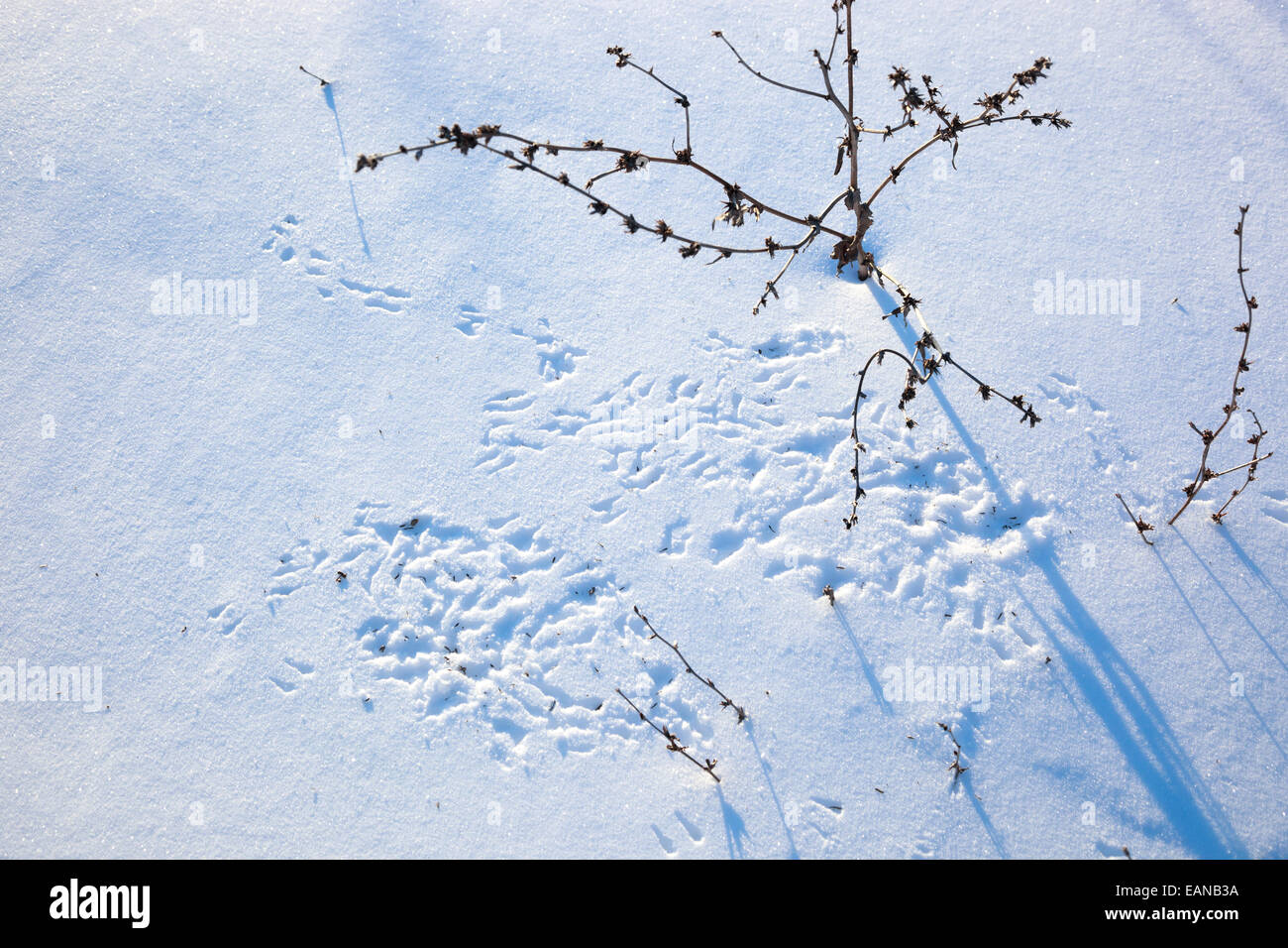 Baum-Spatz (Passer Montanus) liegt in der Natur. Russland Stockfoto