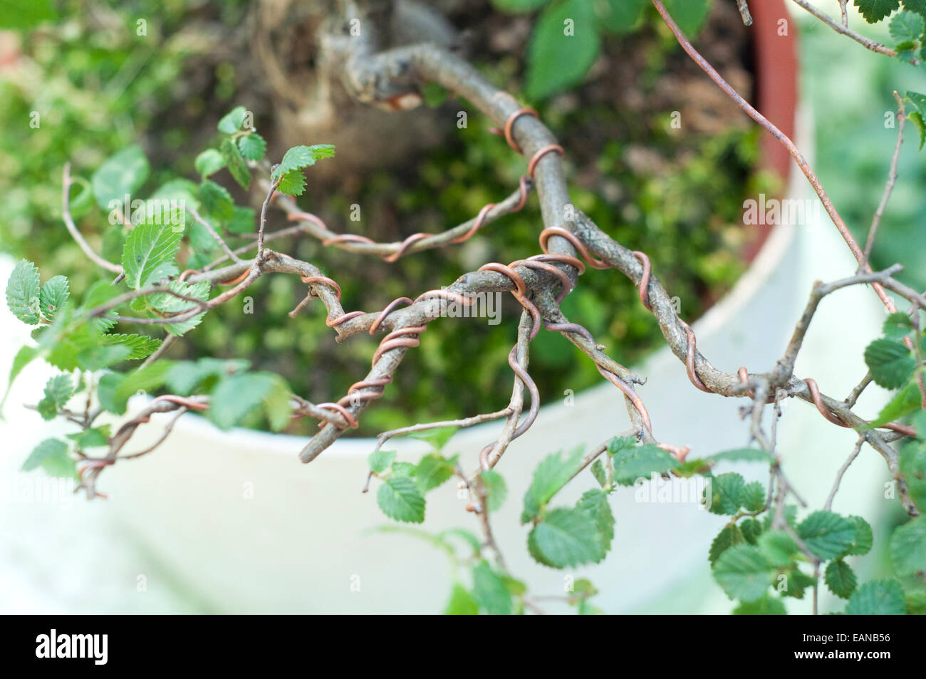 ste verdrahtet Kupfer auf Form am Bonsai Stockfotografie - Alamy