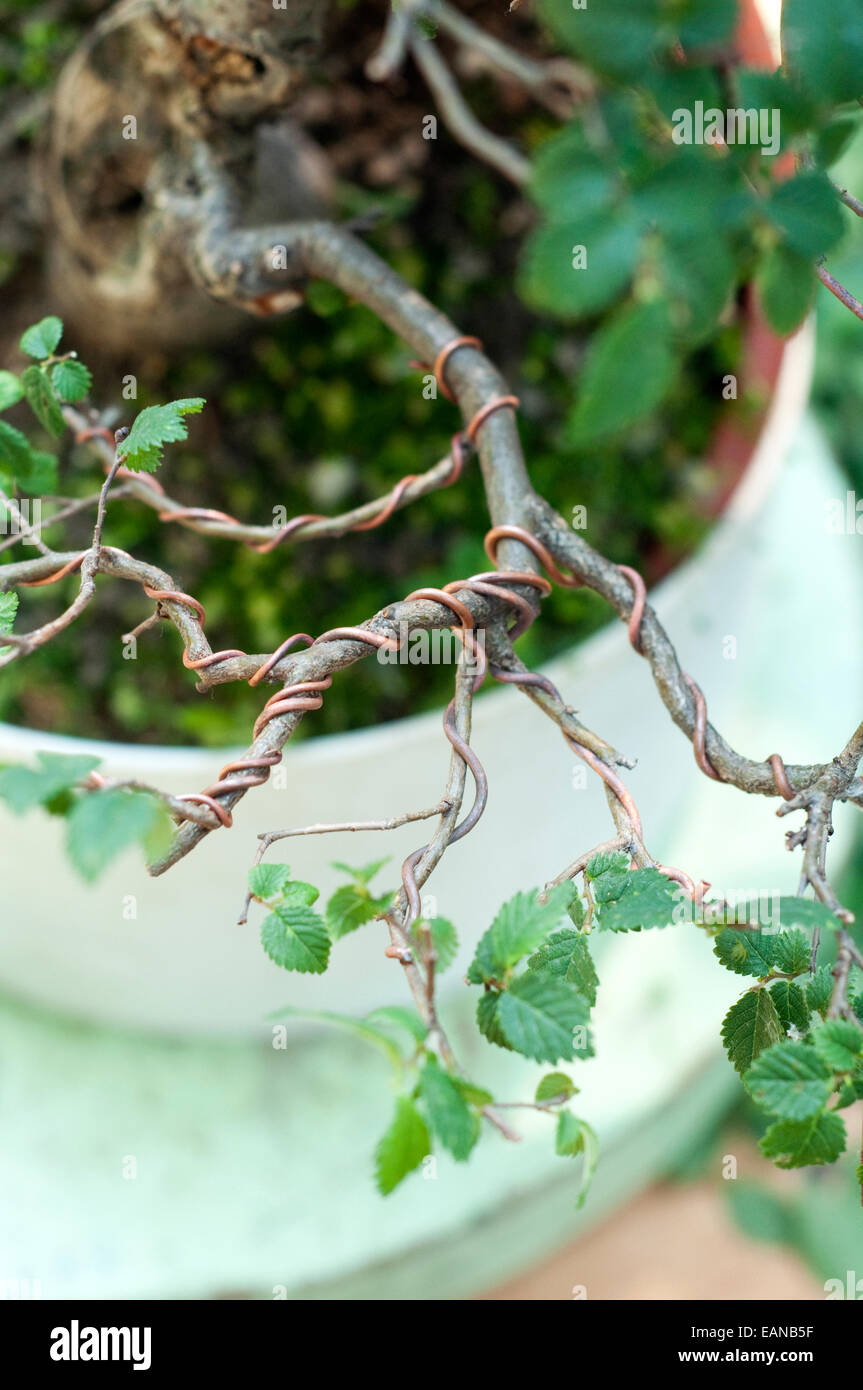 ste verdrahtet Kupfer auf Form am Bonsai Stockfotografie - Alamy