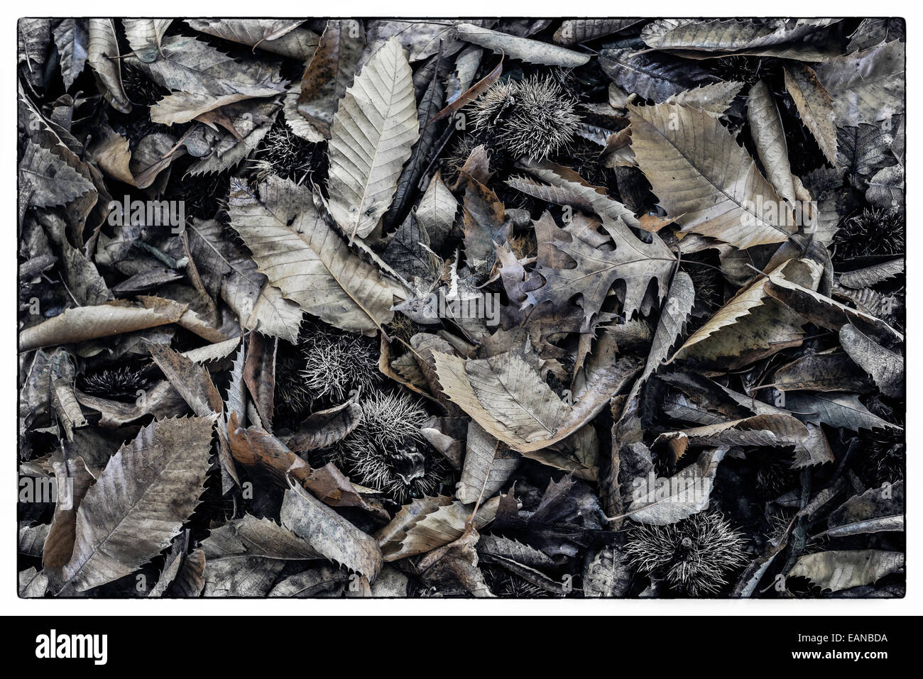 Tote Blätter, Herbst Stockfoto