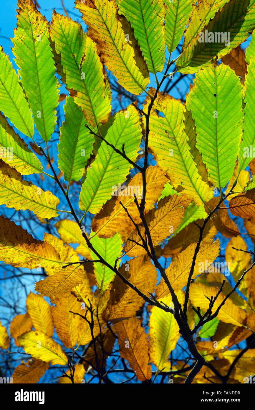 Sweet Chestnut Castanea Sativa Blätter im Herbst Stockfoto