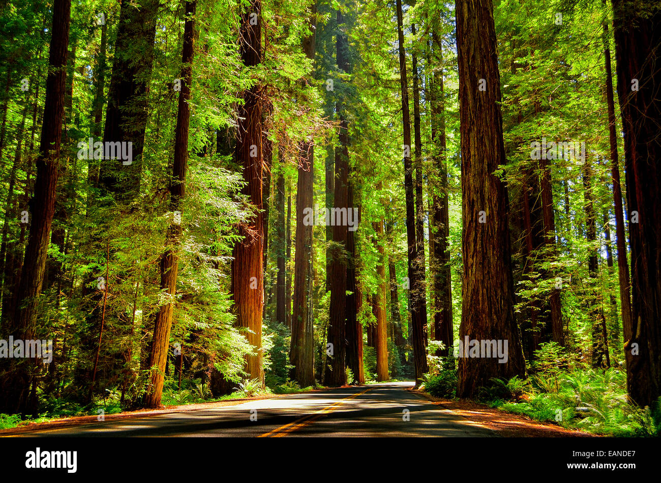 Dies ist der beste Weg durch den roten Holz Wald. Stockfoto