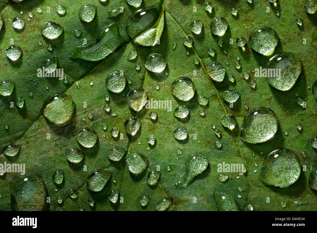 Wasser Tropfen Tau auf grünes Blatt Detail Stockfoto