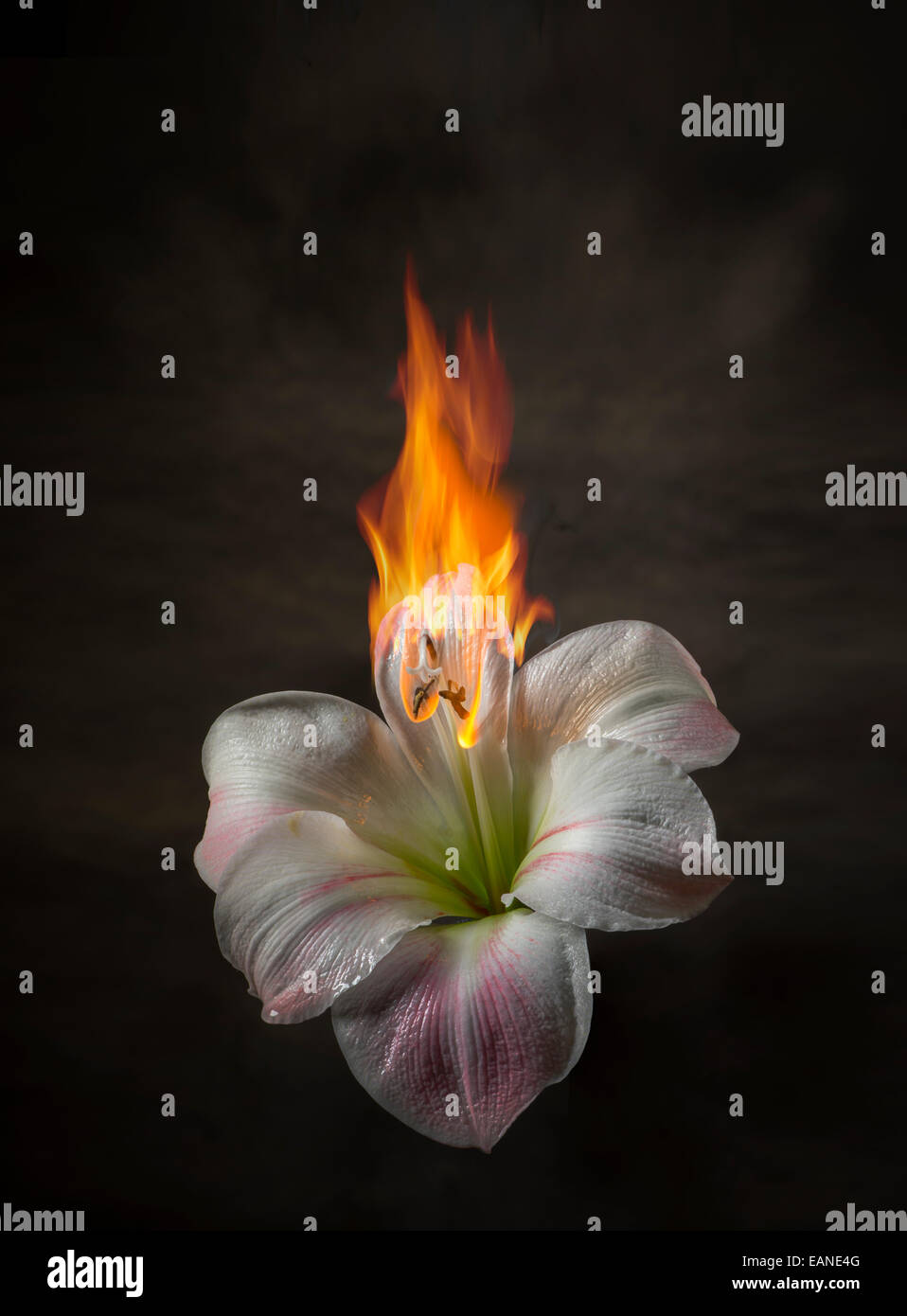 Weiße Lilie auf Feuer, flammende Blume Stockfoto
