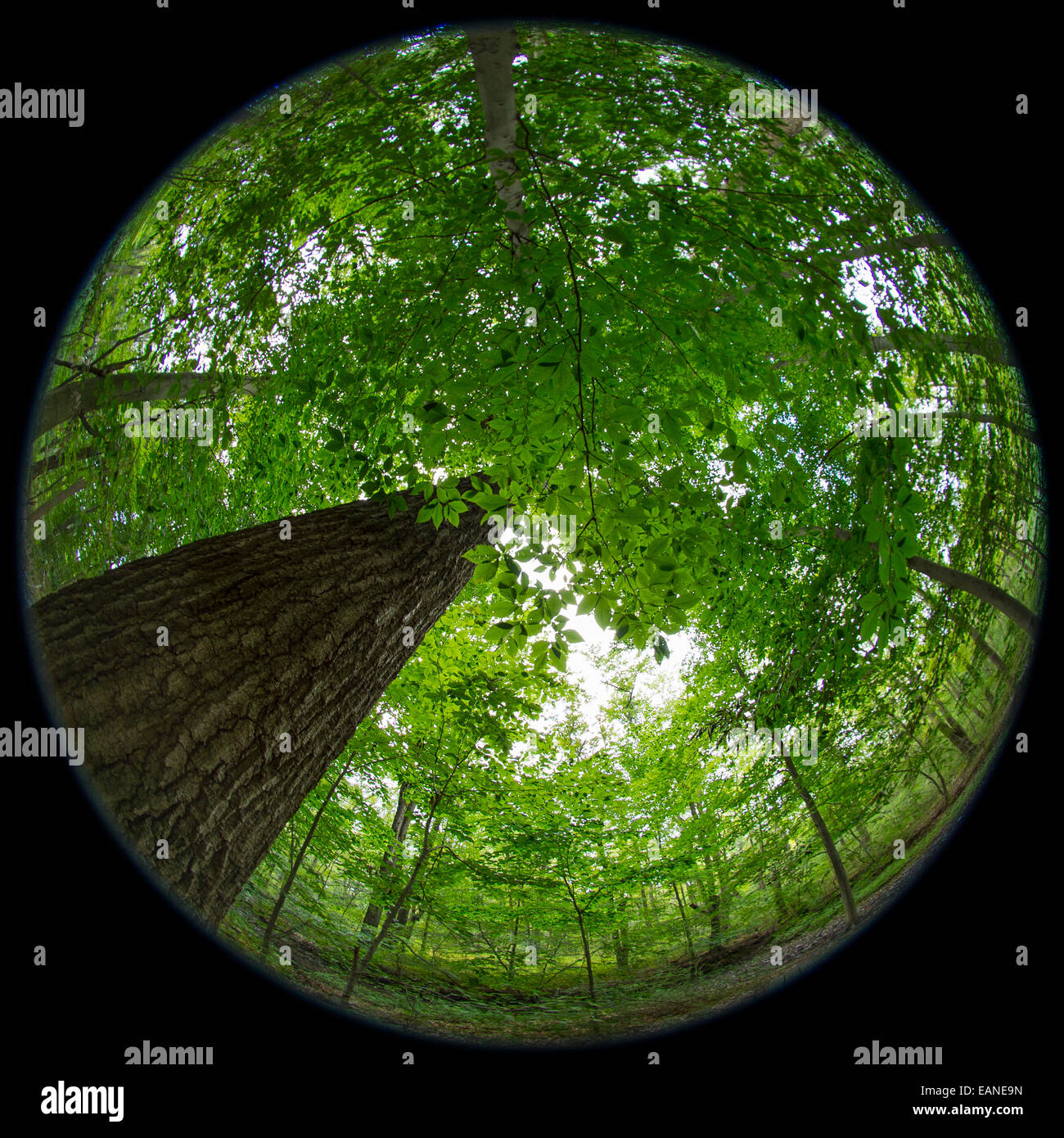 Blickte zu Baum im Wald, Fisheye-Objektiv Stockfoto
