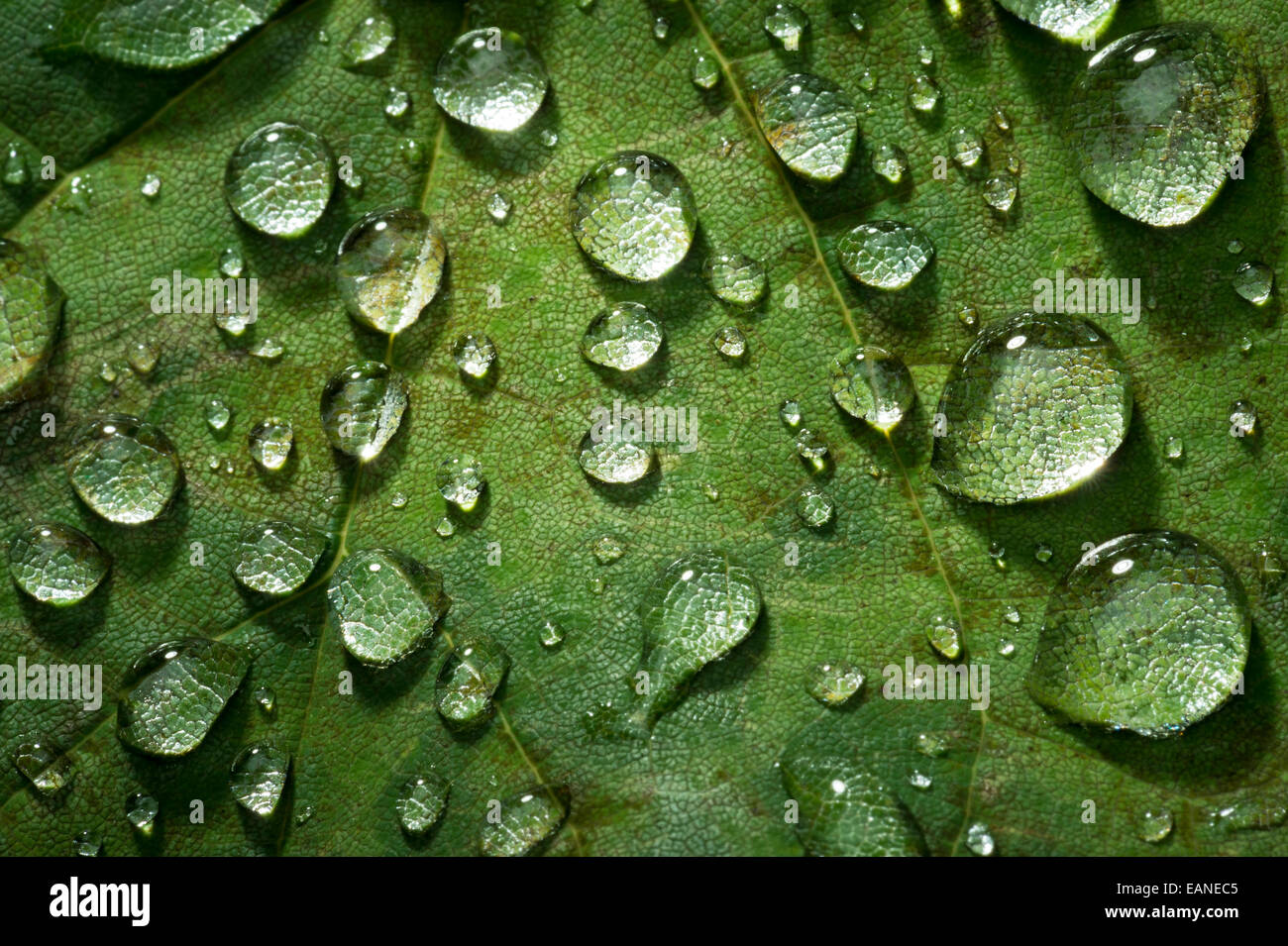 Wasser Tropfen Tau auf grünes Blatt Detail Stockfoto