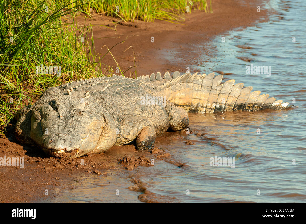 Leistenkrokodil, Victoria River Timber Creek, NT, Australien Stockfoto