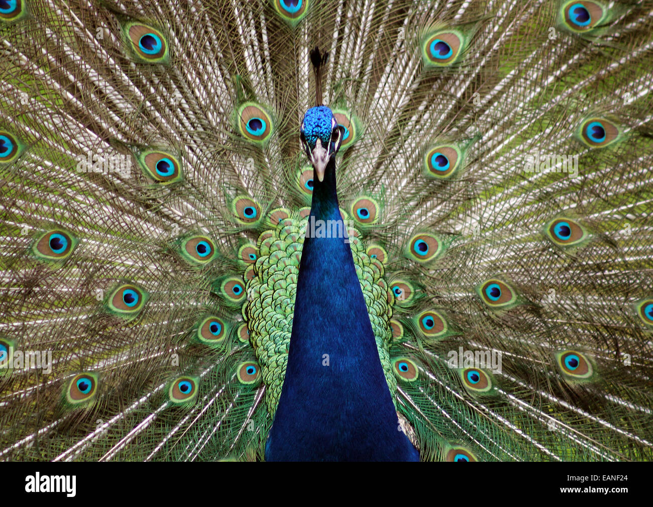 Schließen Sie herauf Bild der ein Pfau mit seiner Federn verteilt. Stockfoto