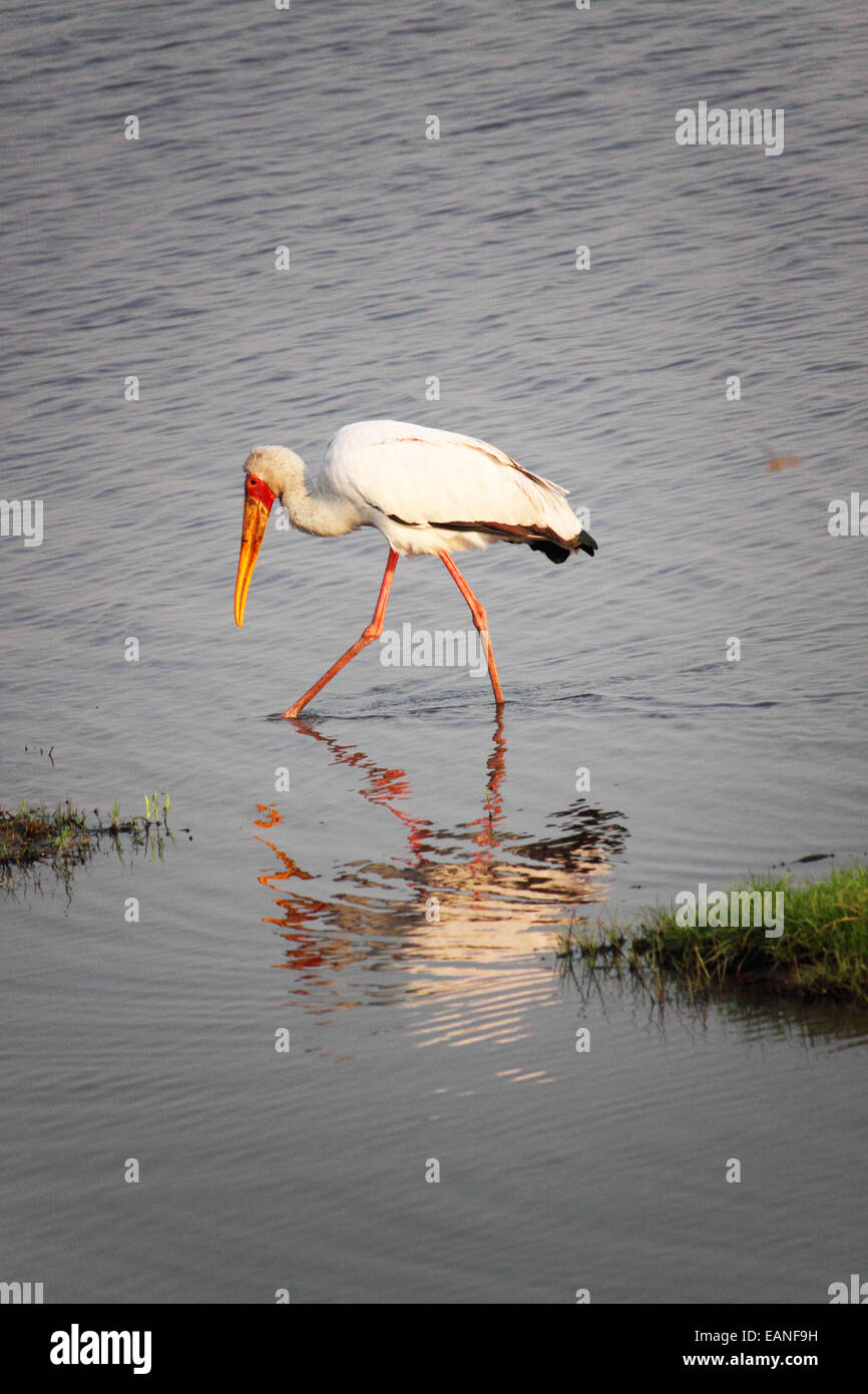 Gelb-billed Storch (Mycteria Ibis), durch einen Fluss waten. Stockfoto