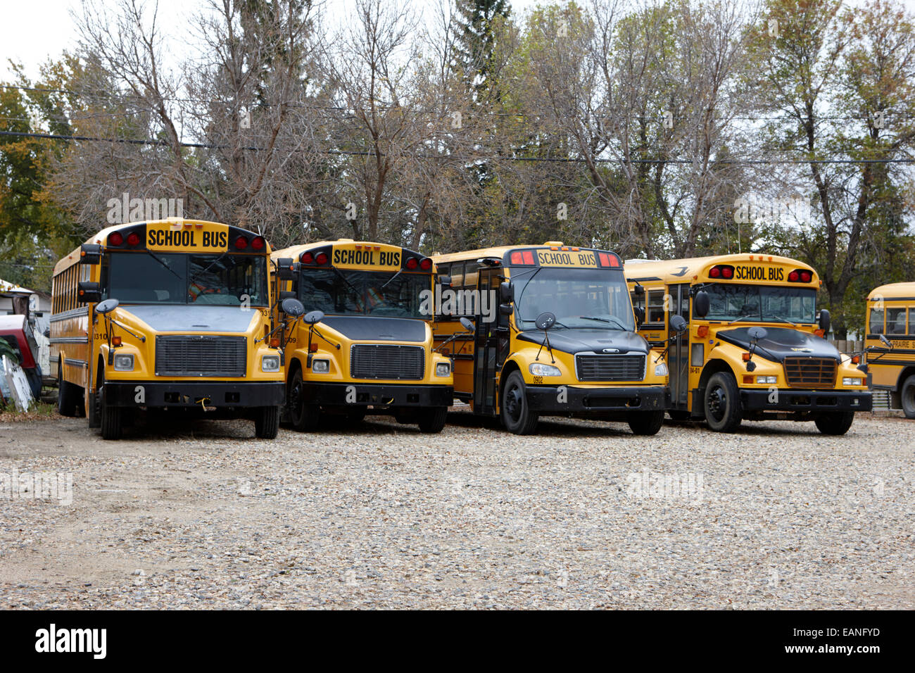 Reihe von gelben Schulbusse geparkt auf einem Hof im ländlichen Saskatchewan Kanada Stockfoto