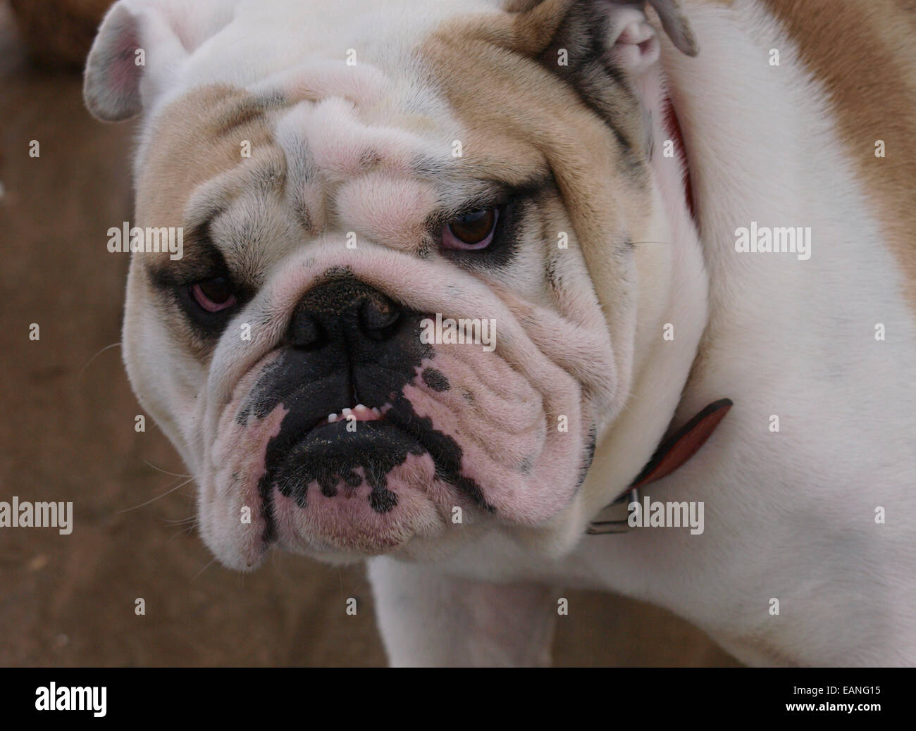 Porträt von eine englische Bulldogge, UK Stockfoto