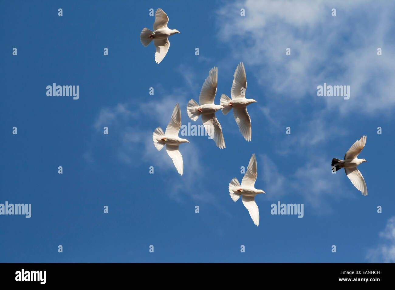 Weiße Tauben fliegen auf blauen Himmel Stockfoto