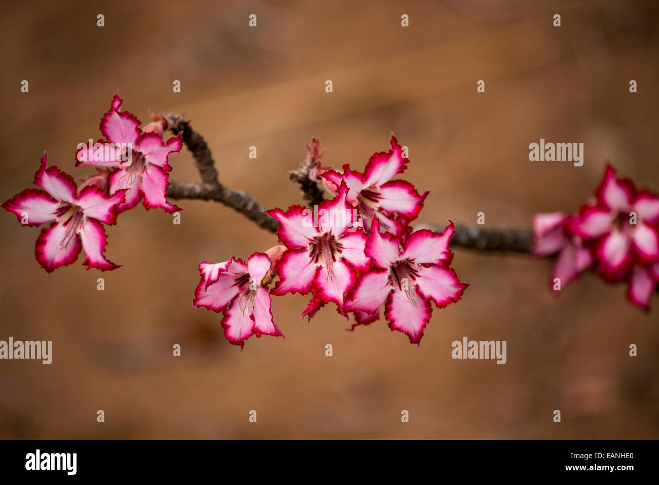 Impala Lily Flower Close up Stockfoto