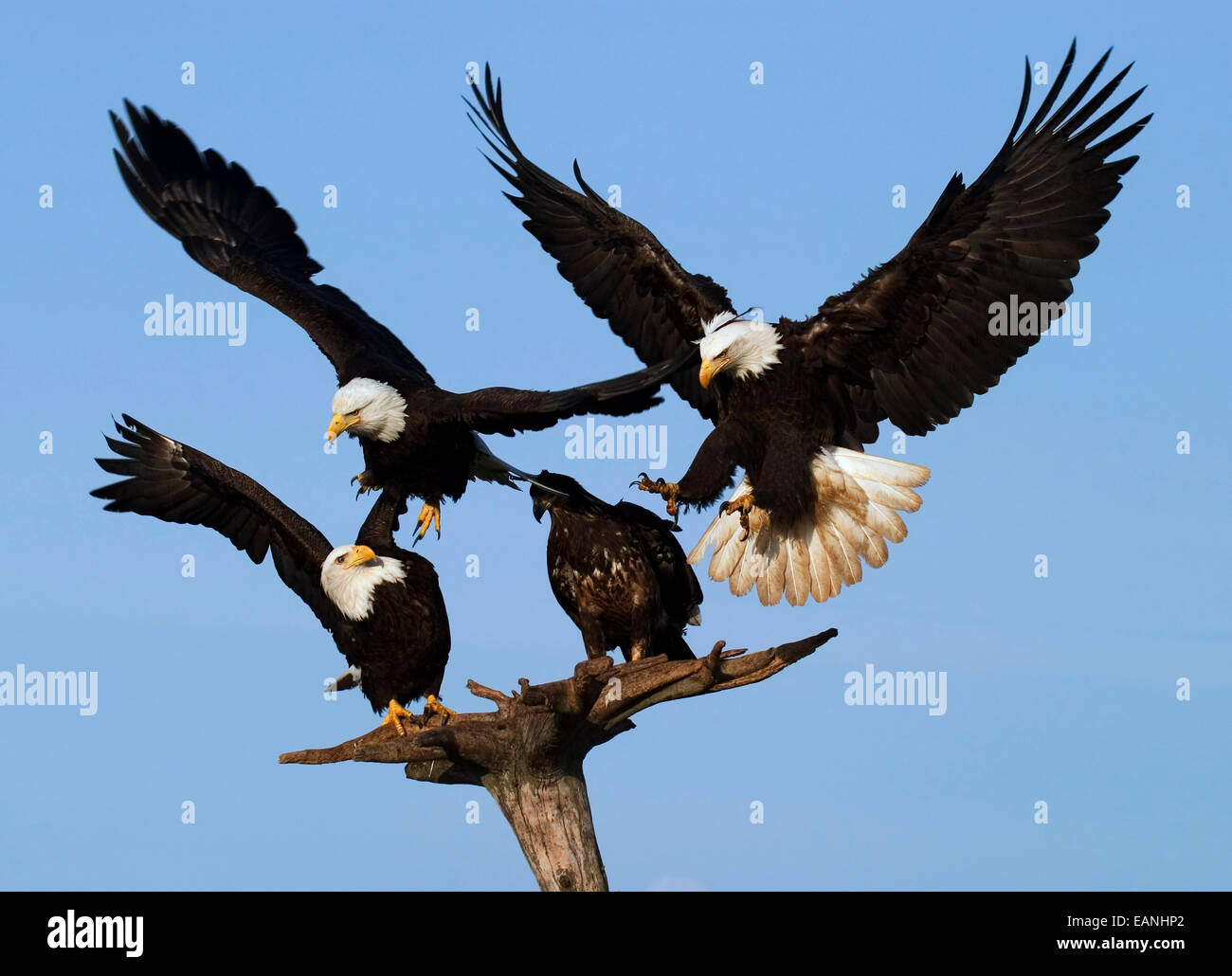 Mehrere Weißkopf-Seeadler auf & Landung auf Barsch Kp Alaska Winter Homer Spit Stockfoto