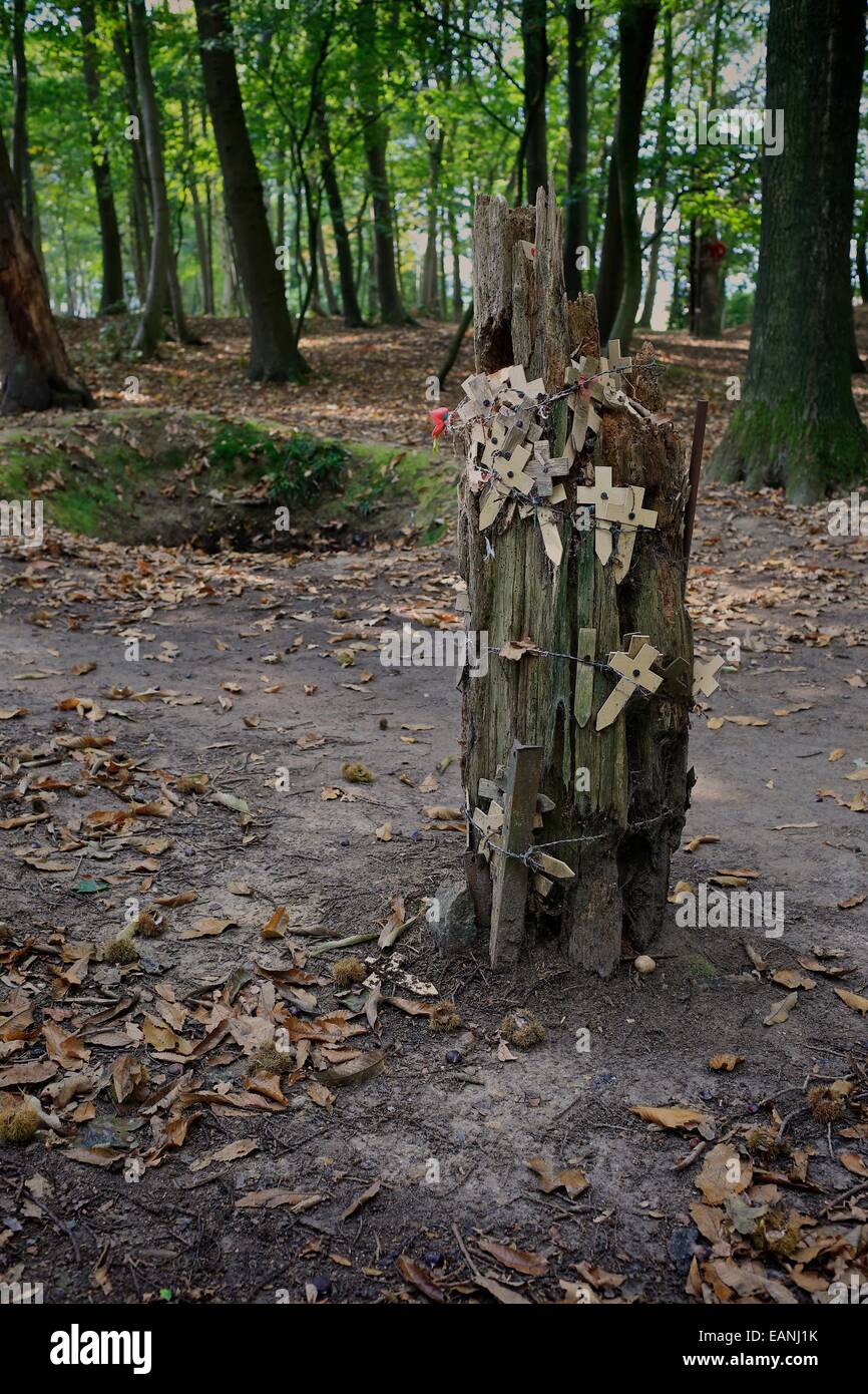 Baumstümpfe aus dem ersten Weltkrieg am Hügel 62, Heiligtum Holz, Ypern auffallende erschüttert. Ypern (Lepra) Belgien. Hill-62, Stockfoto