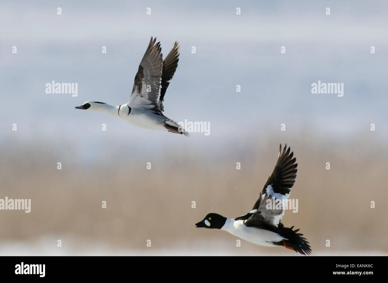 Männliche Zwergsäger Mergellus Albellus und männliche Goldeneye Bucephala Clangula fliegen Stockfoto