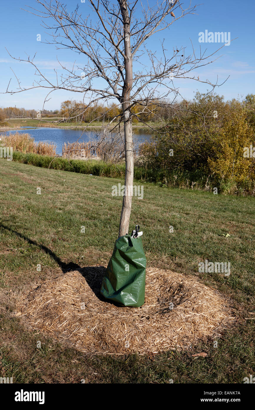 Baumwurzeln gemulcht mit Stroh und Treegator langsame Freisetzung Bewässerung Tasche Saskatchewan Kanada Stockfoto