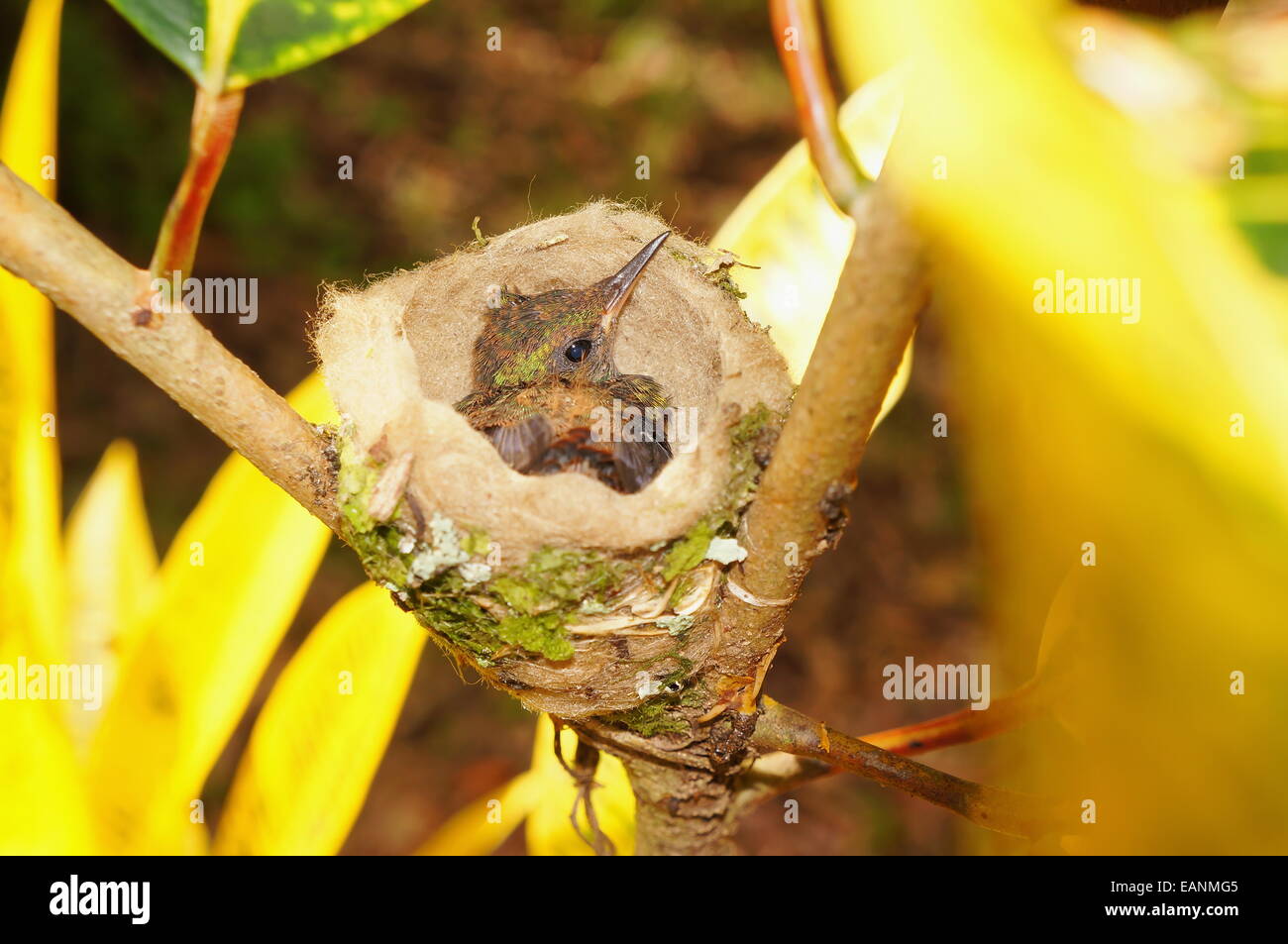 Baby-Vogel der Rufous tailed Kolibri im Nest, Costa Rica, Mittelamerika Stockfoto