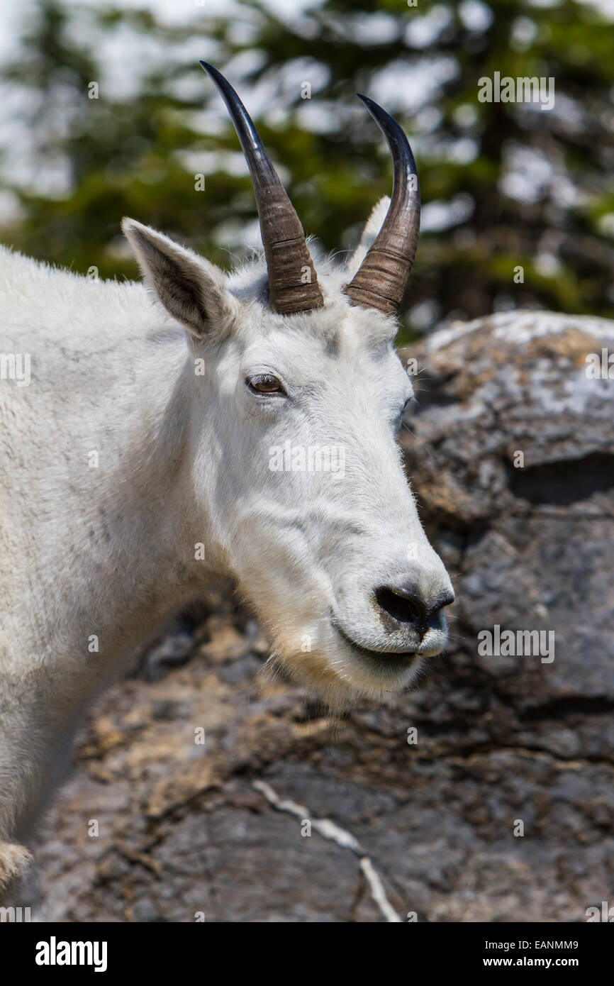 Eine Ziege am weißen Berg in der Nähe von Logan Pass im Glacier National Park, Montana, Amerika, USA. Stockfoto