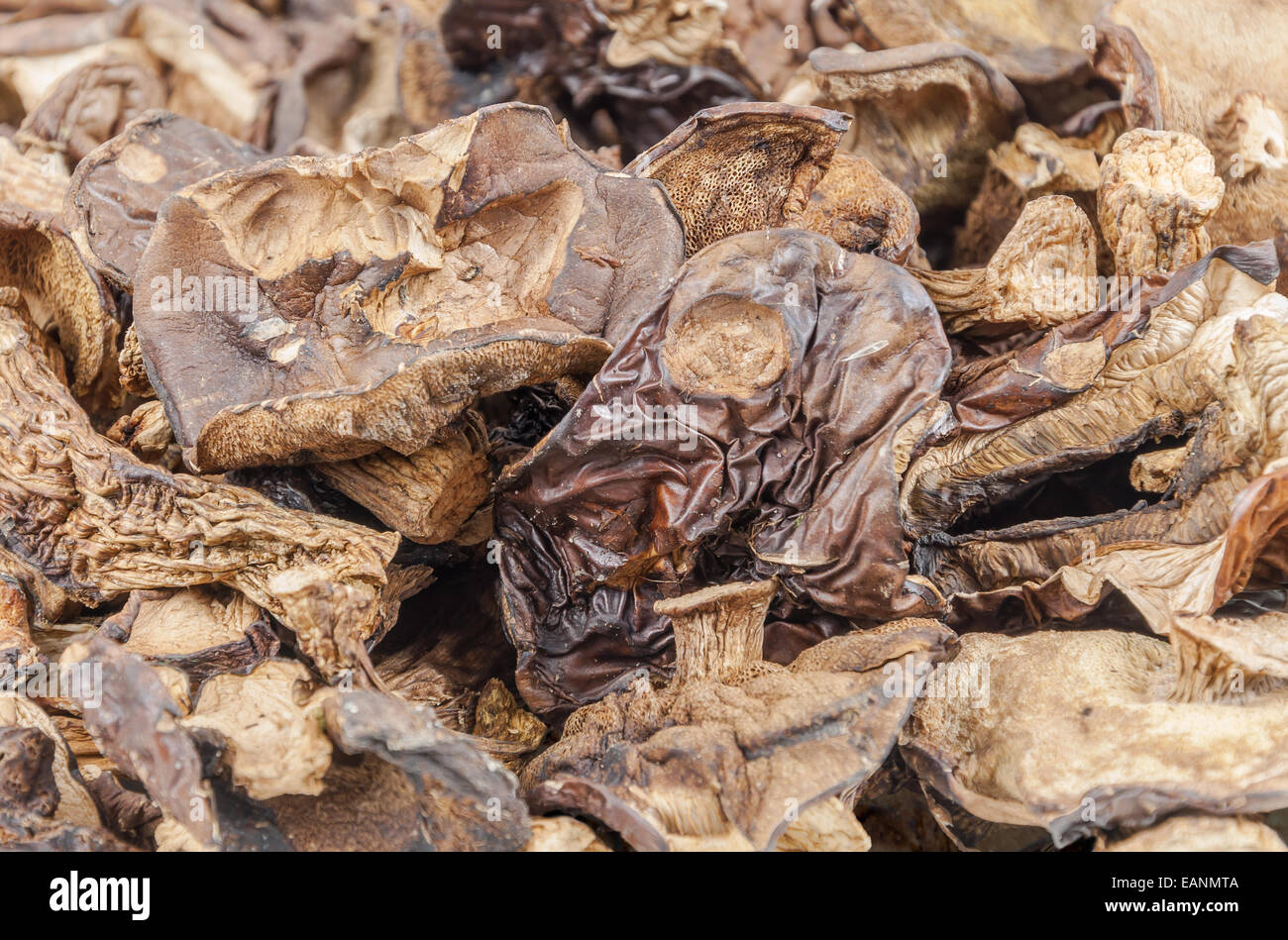 Hintergrund der köstlichen getrockneten Steinpilzen Pilze gemacht Stockfoto