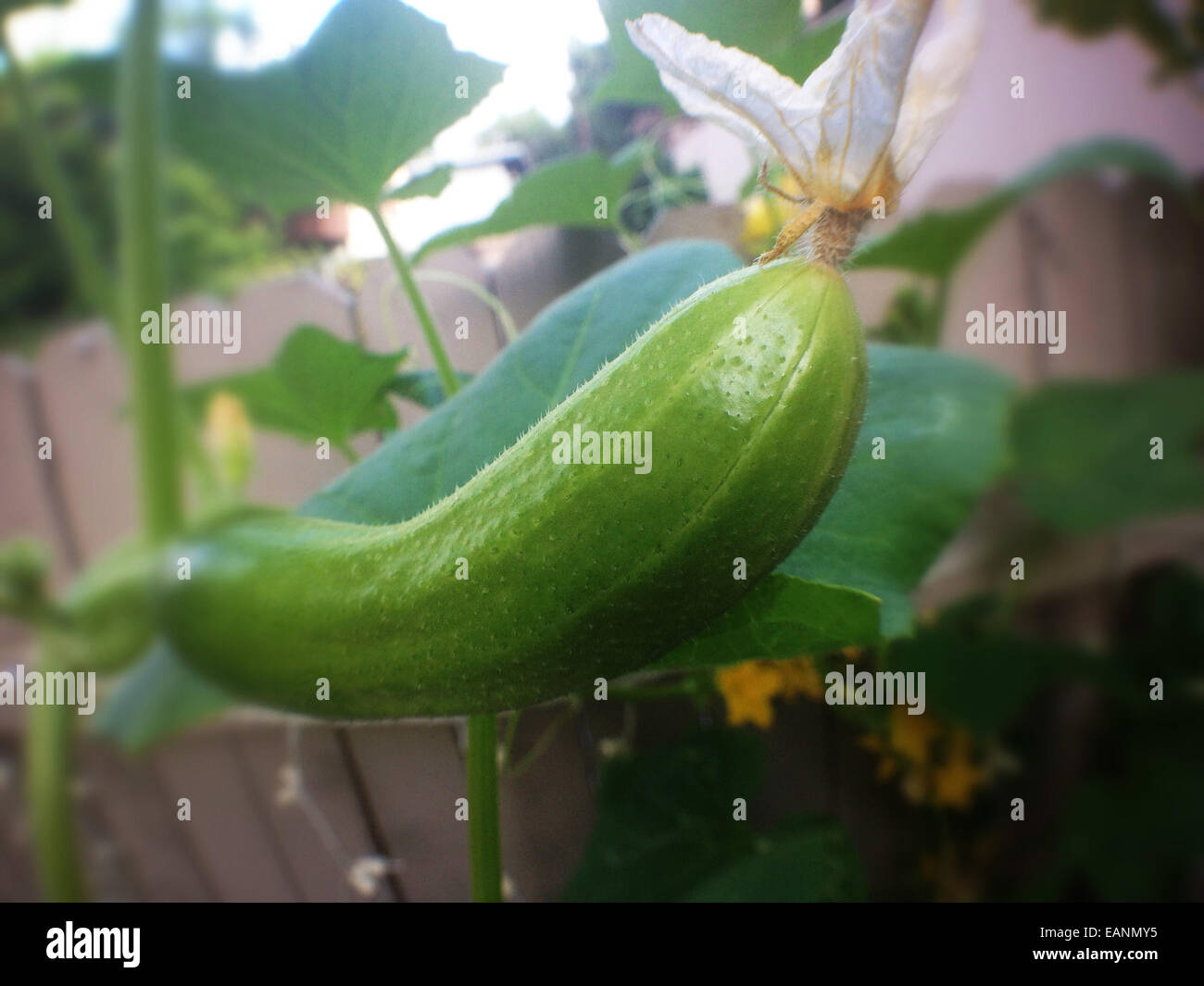 Gurke mit Blüte am Rebstock Stockfoto